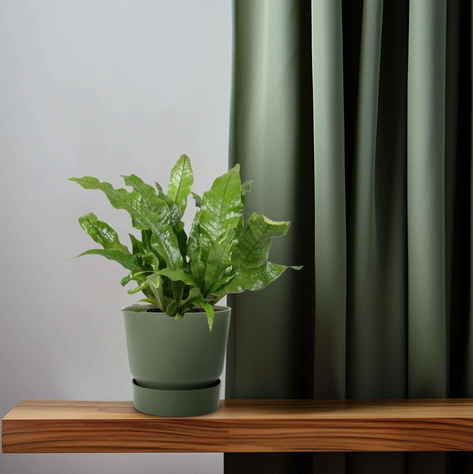 Microsorum Crocodyllus – Krokodillenvaren - Ø12cm - ↕30cm