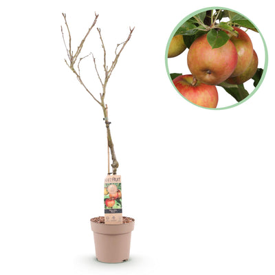 Apple tree “Elstar” – in a pot, 90 cm tall