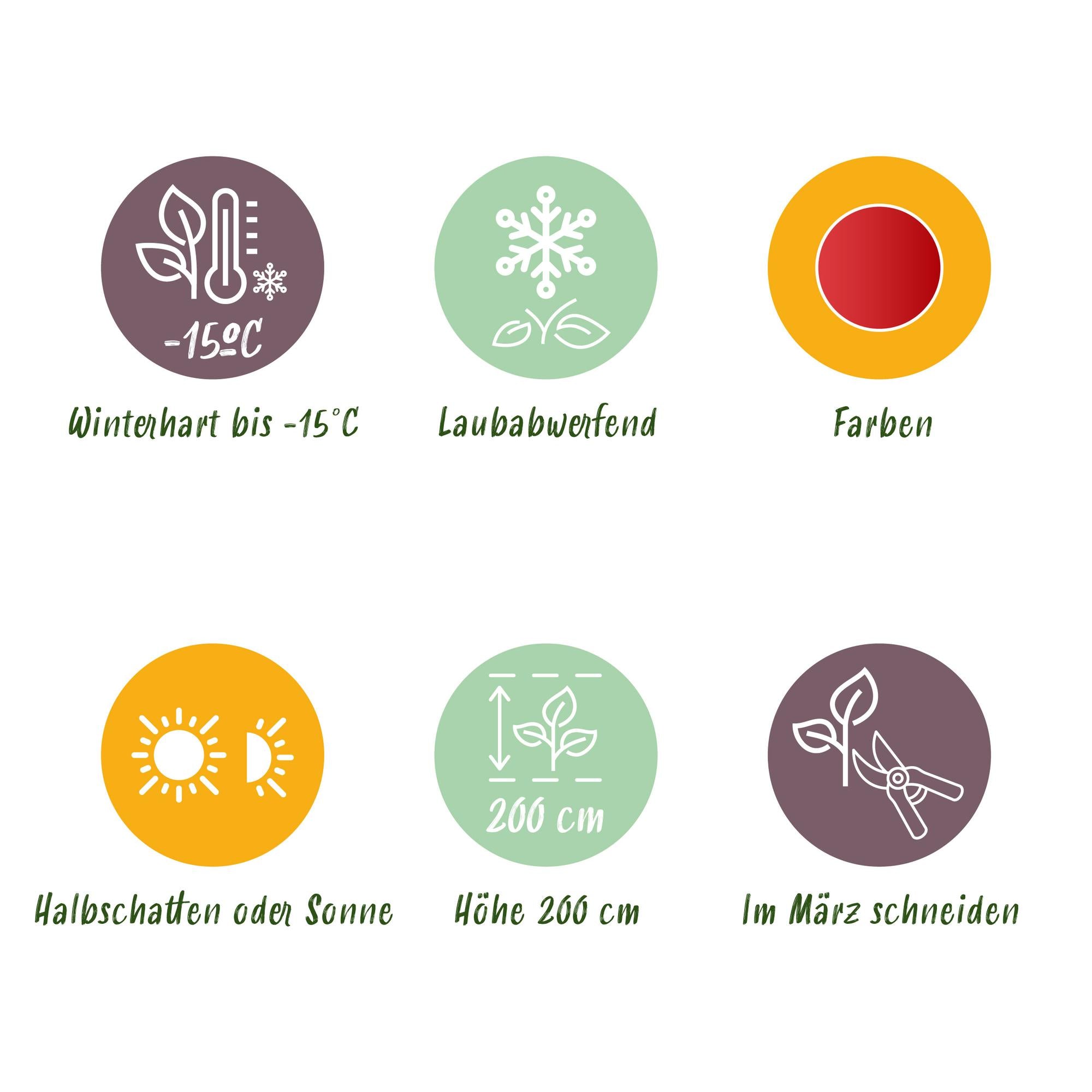 Acer Palmatum 'Beni Maiko' – Japanese maple, deciduous – 19 cm pot, 70 cm tall