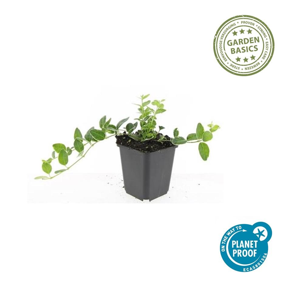 Vinca minor ‘Ralph Shugert’ – weiß gerandetes Immergrün, 9 cm Topf, 10–25 cm Höhe