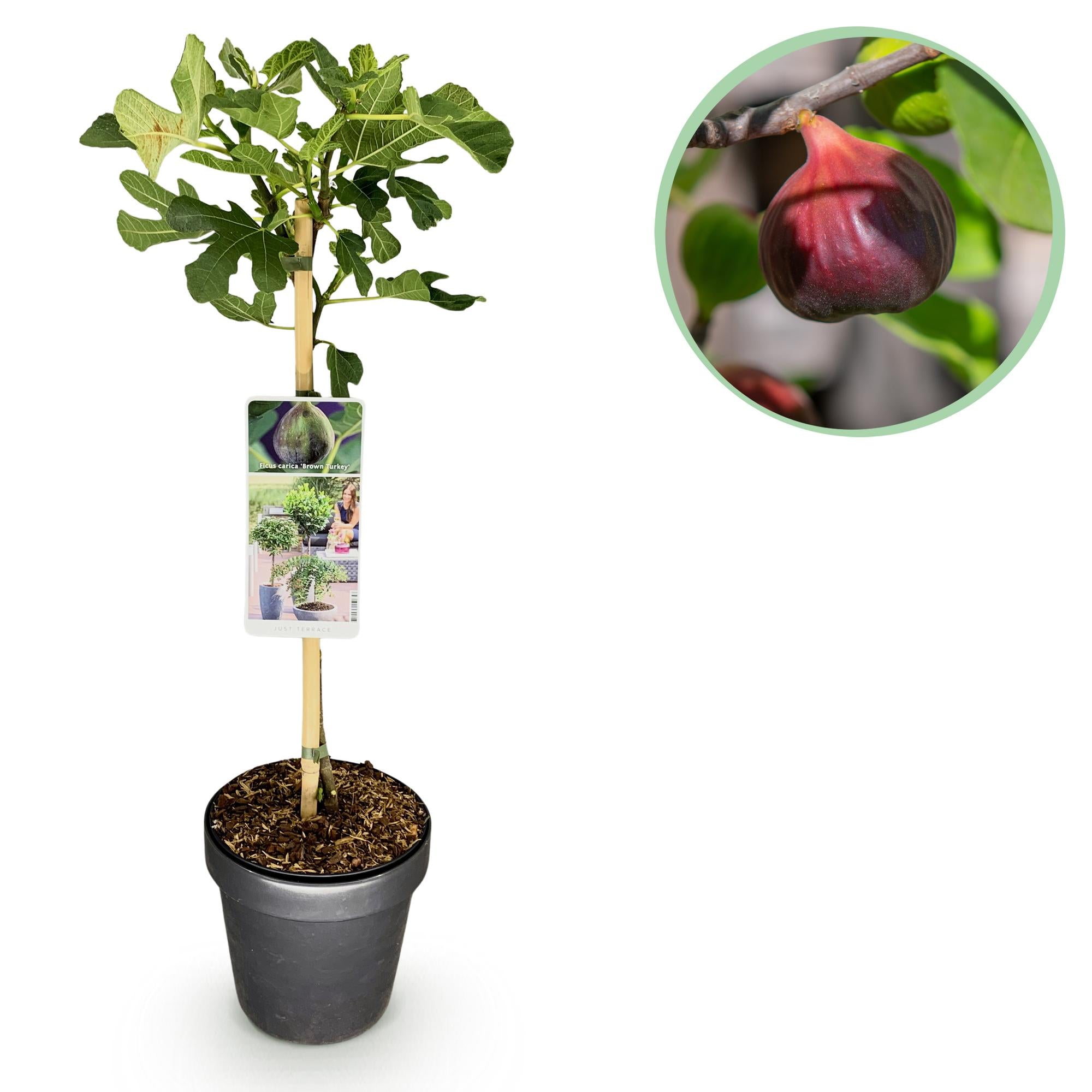 Vijgenboom ‘Brown Turkey’ (Ficus carica) – 19–90 cm