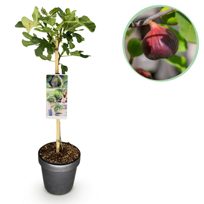 Fig tree “Brown Turkey” (Ficus carica) – 19cm pot, 90cm tall