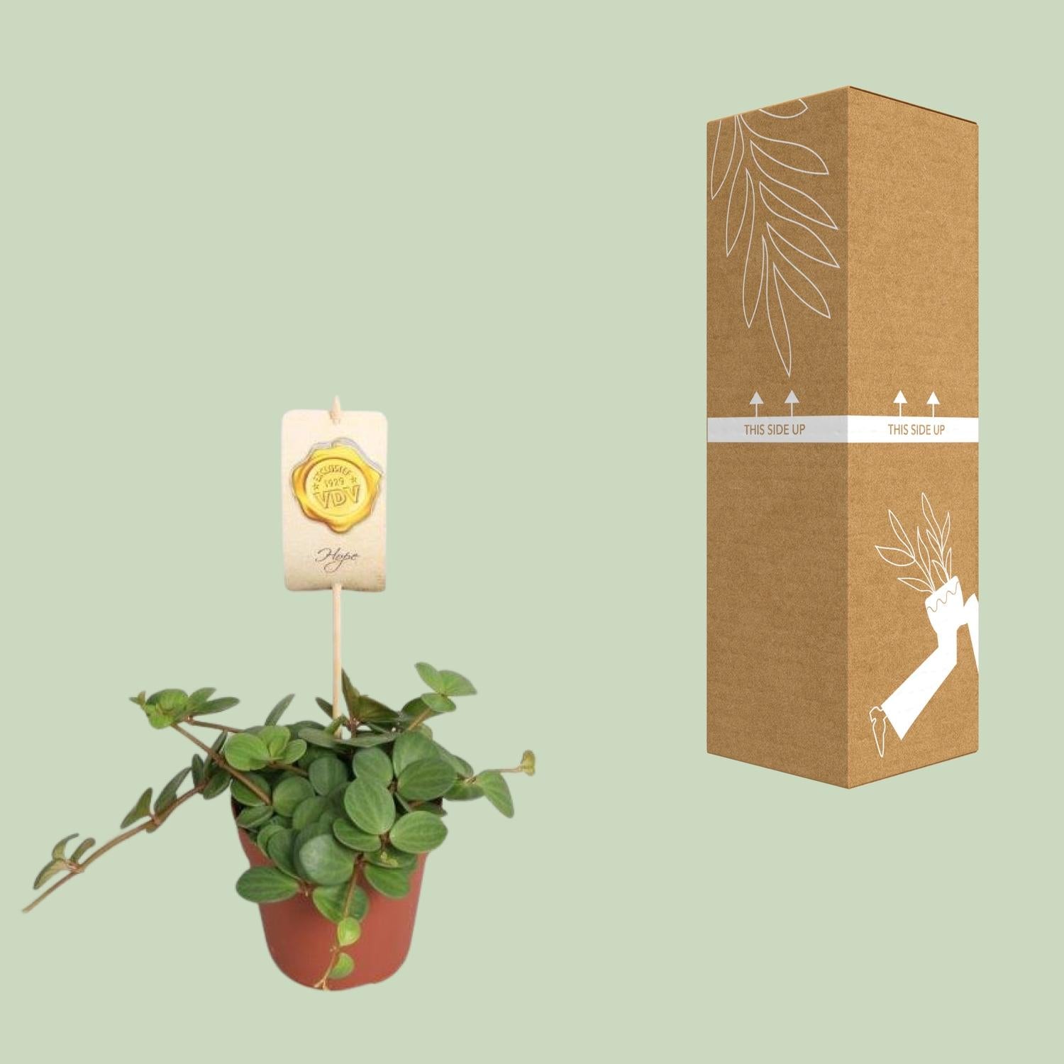 Peperomia 'Hope' – Peperomia - 12cm pot, 15cm high