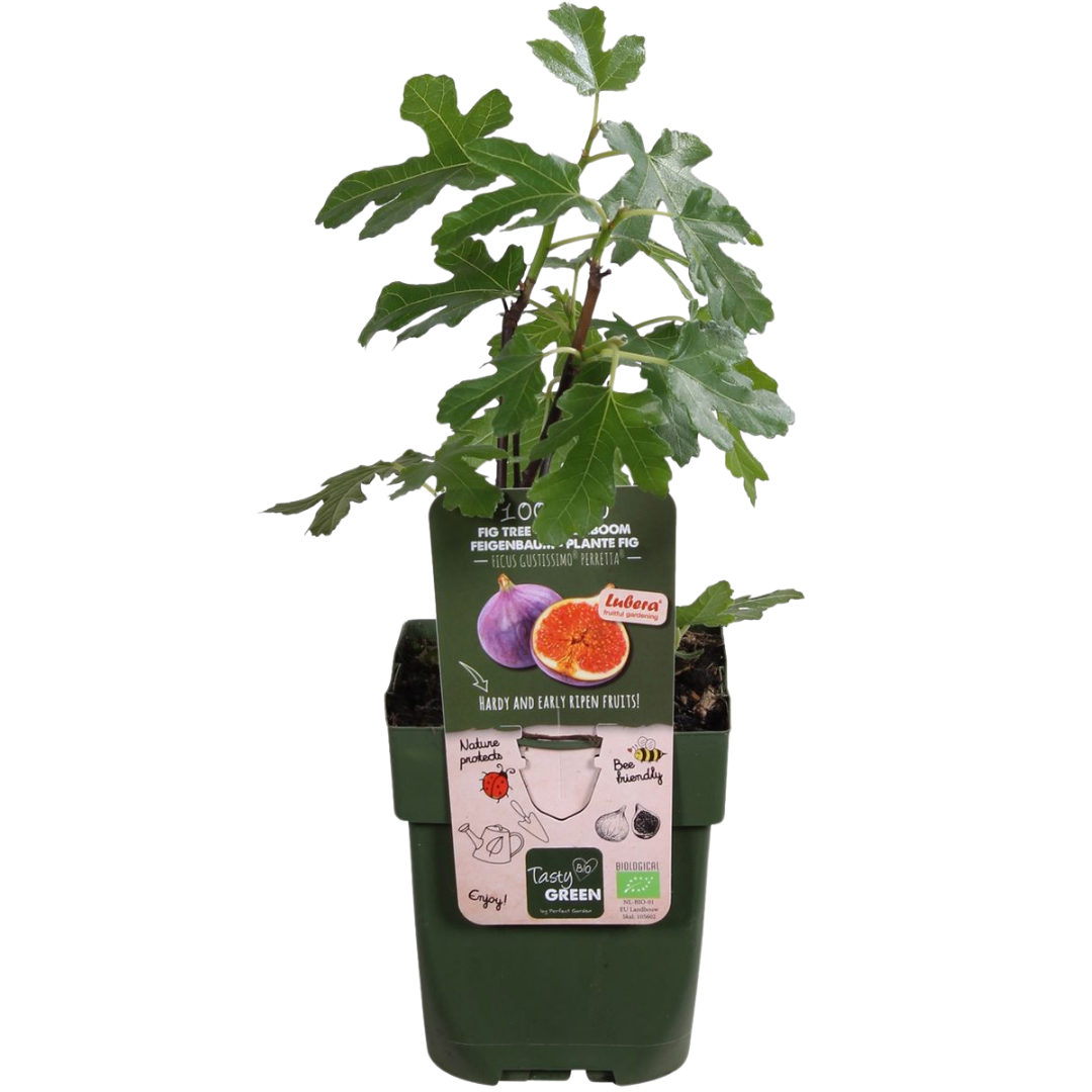 Bio-Feigenbaum – junge Feigenpflanze, Ø 13 cm, Höhe 20 cm