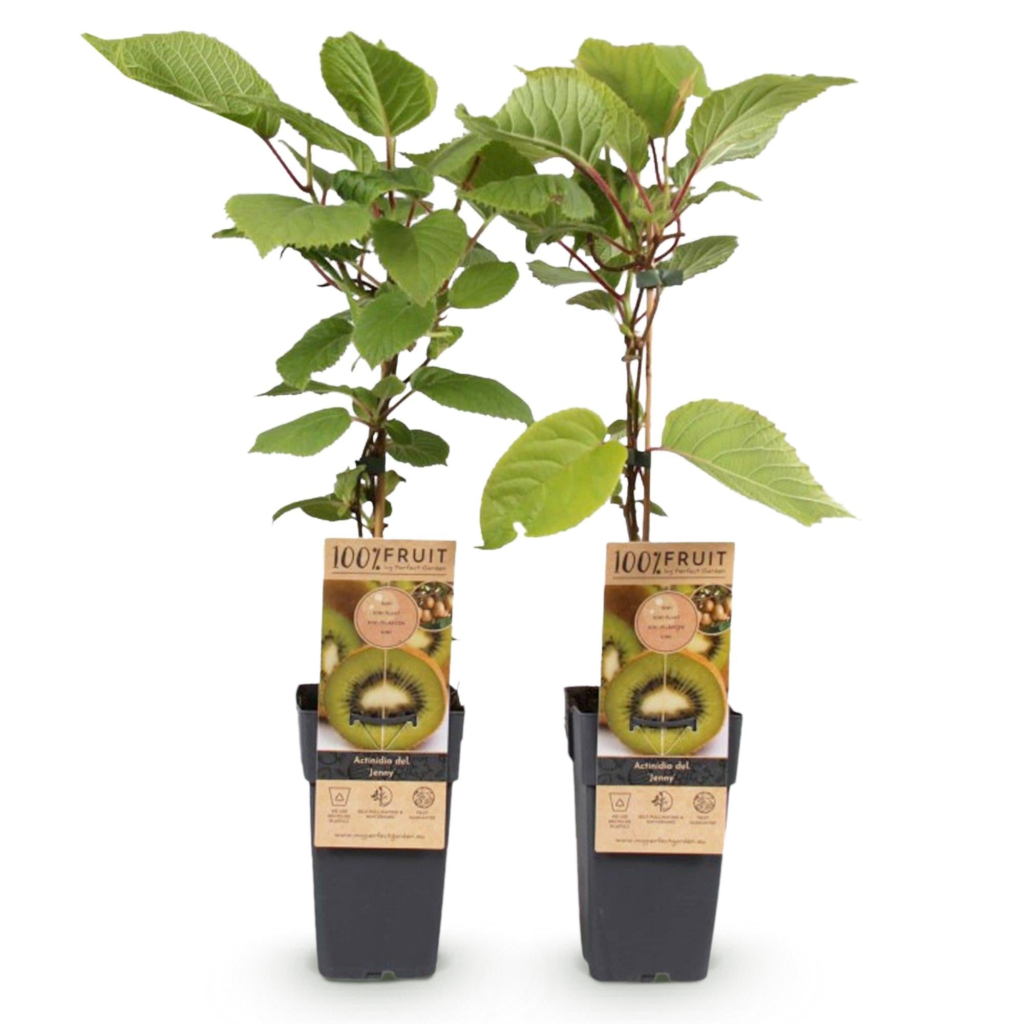 Green Kiwi “Jenny” – Actinidia deliciosa, 2 plants in a 15 cm pot (height approx. 50 cm)