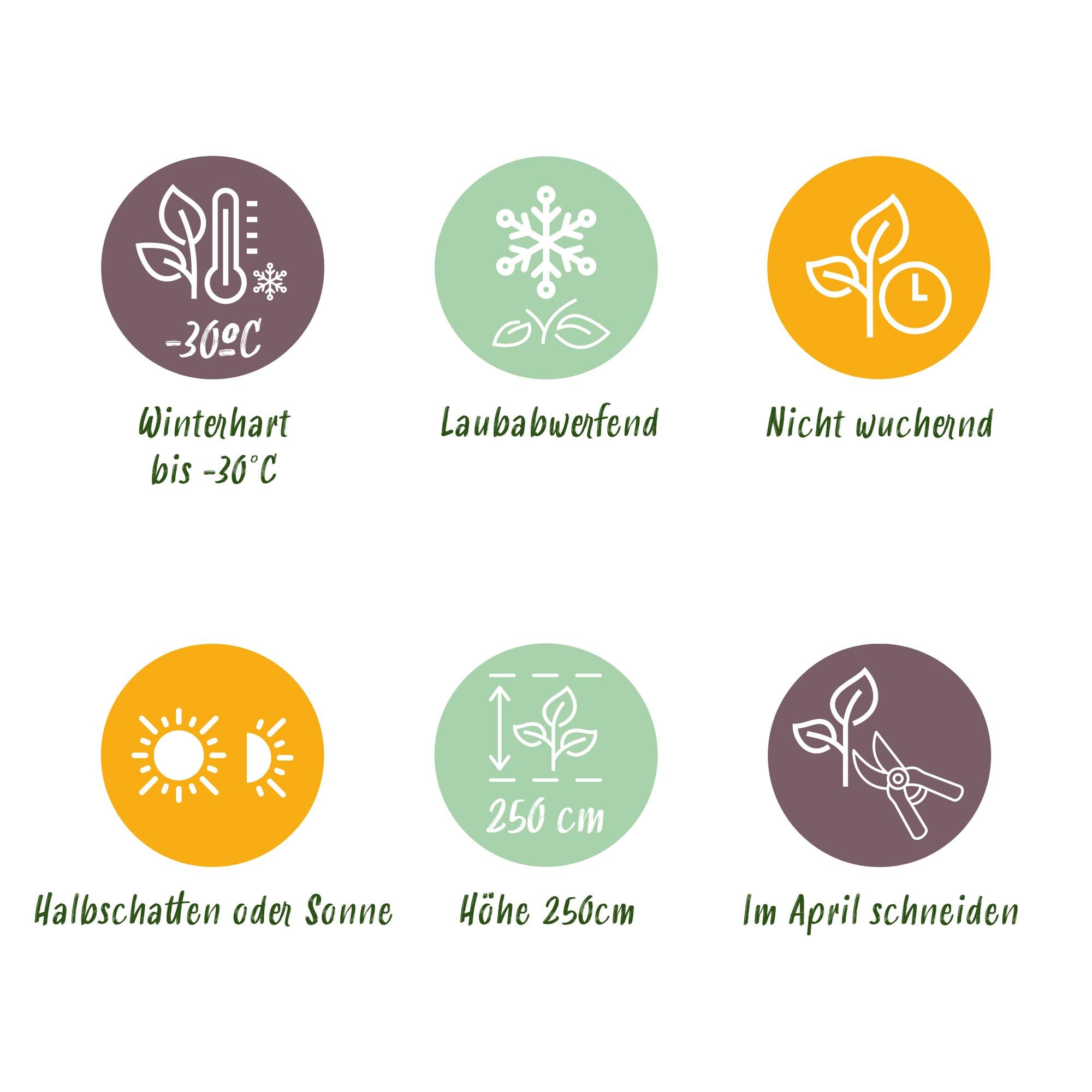 Cornus sibirica – laubabwerfender Zierstrauch, rote Zweige, 17 cm Topf, 45 cm