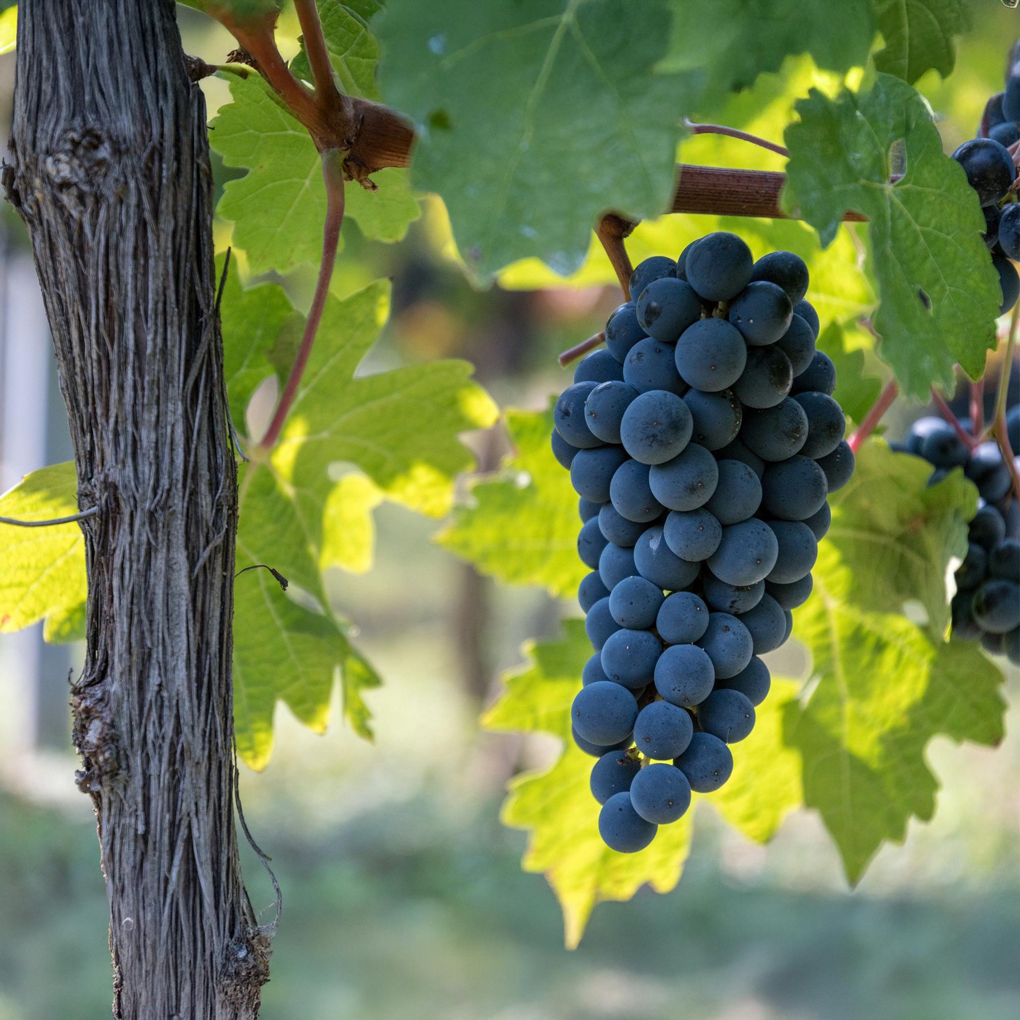 Obstpflanze Blaue Traube ‘Boskoop Glory’ – 2er-Set, 15 cm Topf, 50 cm Höhe