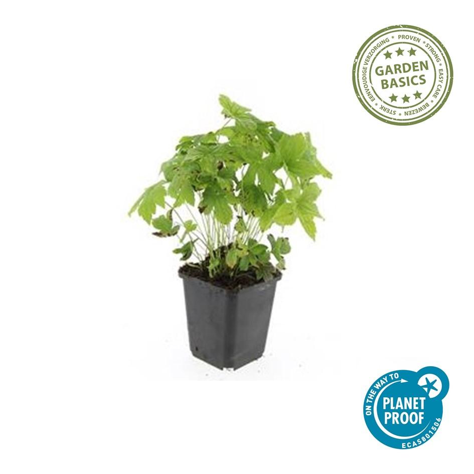 Geranium nodosum – kompakter Storchschnabel, 10–25 cm Höhe