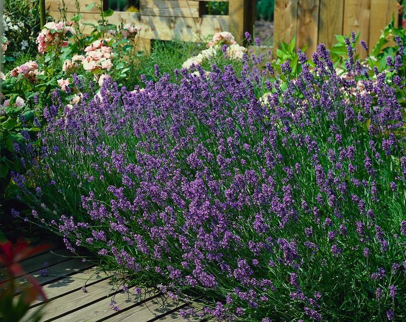 Echte Lavendel 'Munstead' (Lavandula angustifolia) – 10–25 cm, Ø9 cm