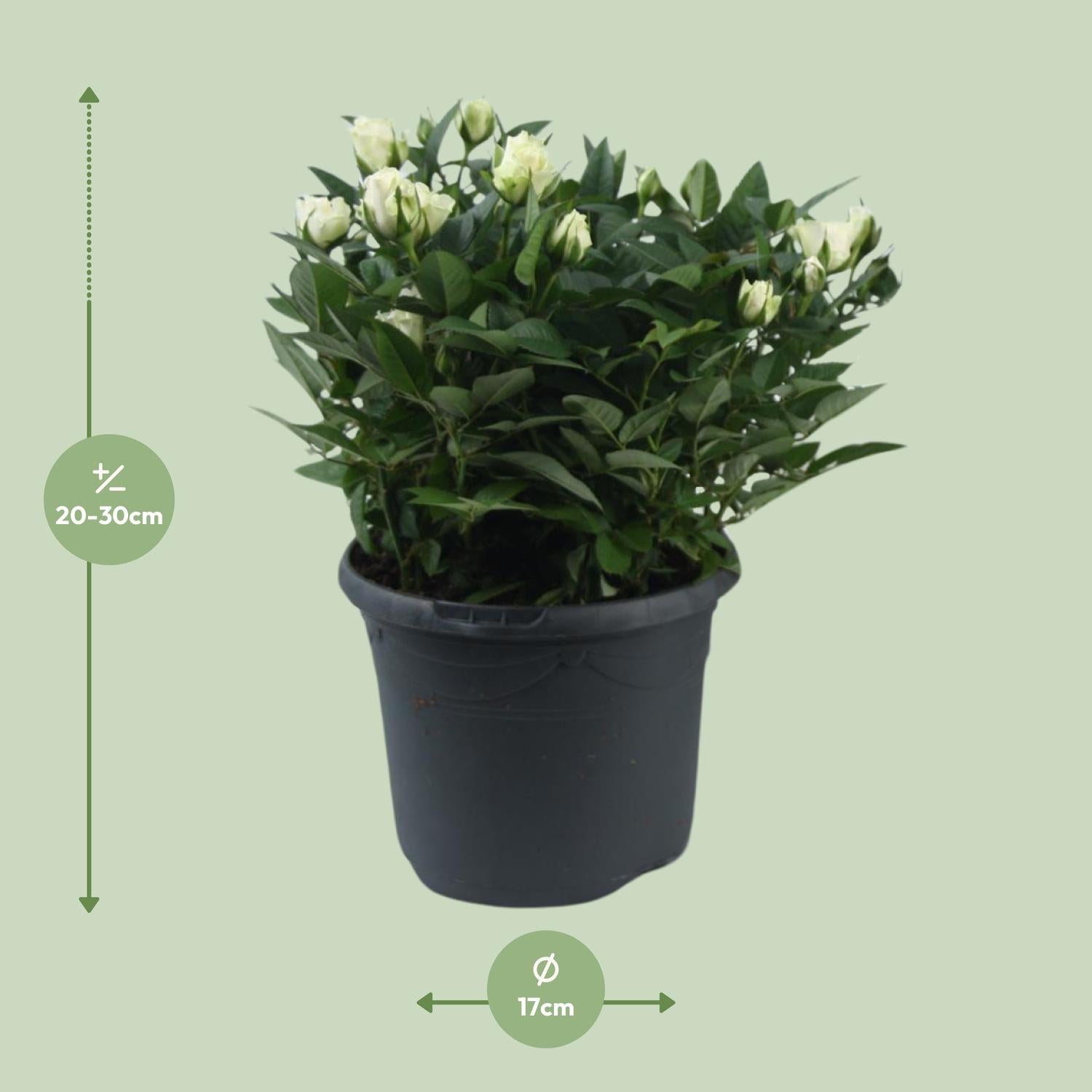 Beetrose ‘Jewel Patio White’ – weiße Zwergrose, 17 cm Topf, 30 cm hoch