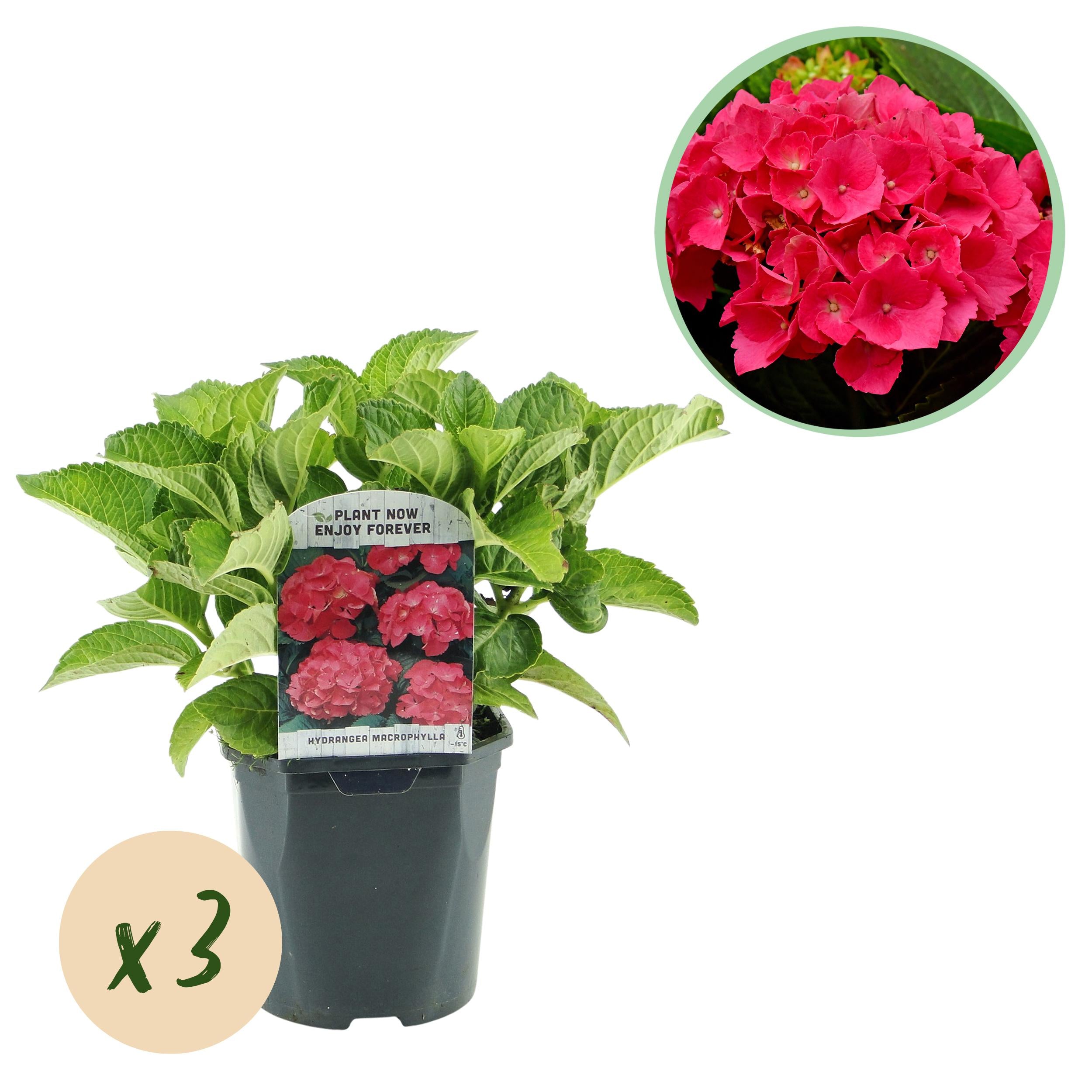 Hydrangea macrophylla – robuste Hortensie in mehreren Farben - 3 Pflanzen, 17 cm Topf, 30 cm Höhe (Kopie)