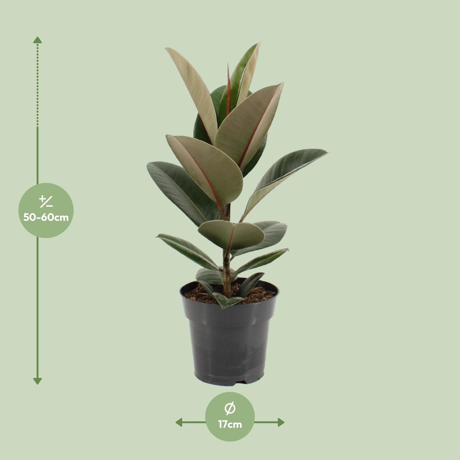 Ficus Elastica 'Robusta' – Rubber Tree - 35-85 cm