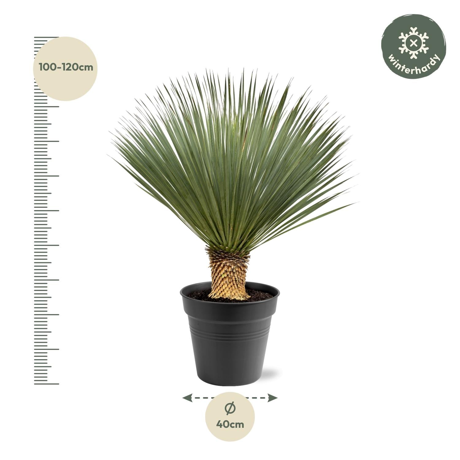 Yucca Rostrata – Blue Palm Lily - 80-160 cm