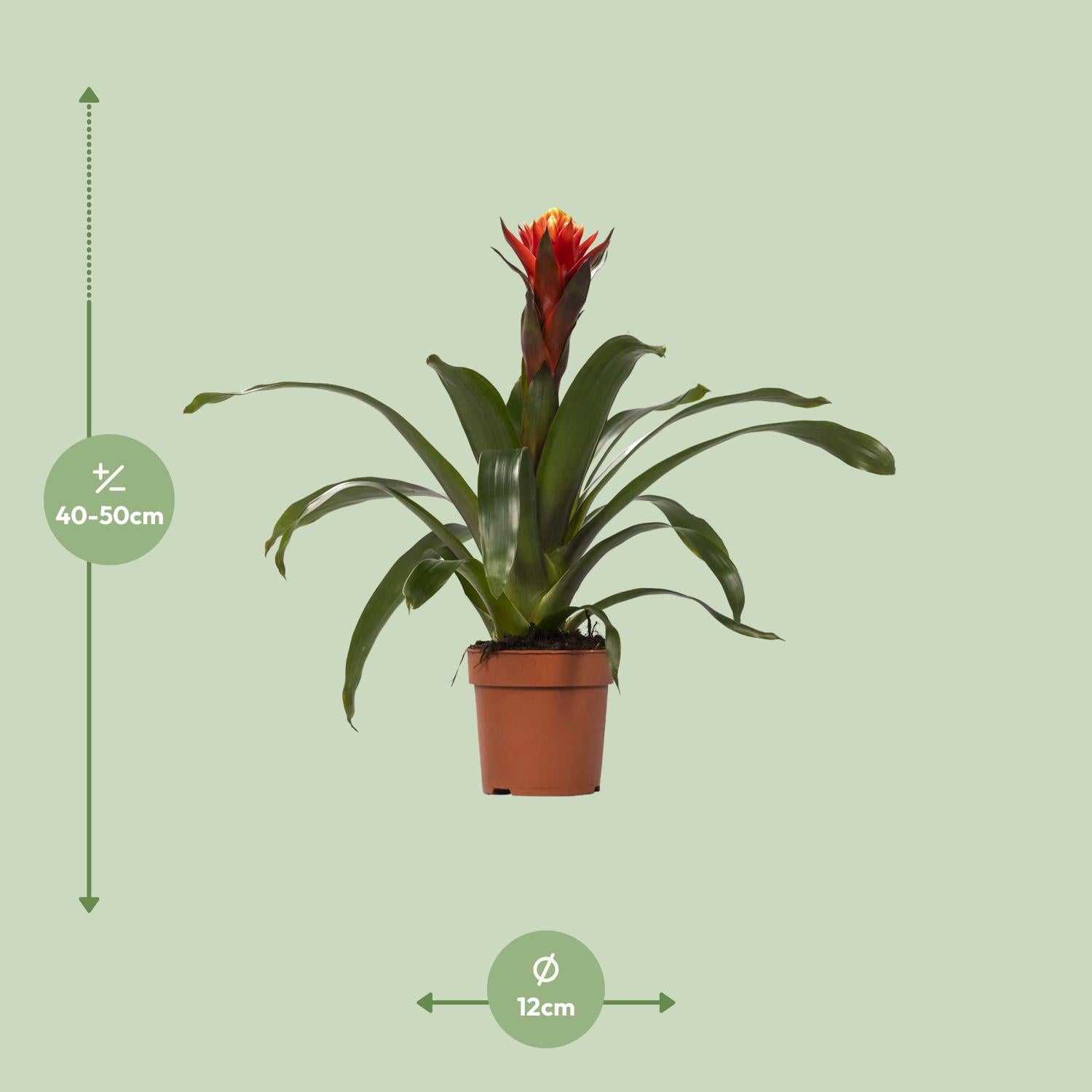Guzmania – Bromelie - verschiedene Farben - Ø12cm - ↕40-50cm