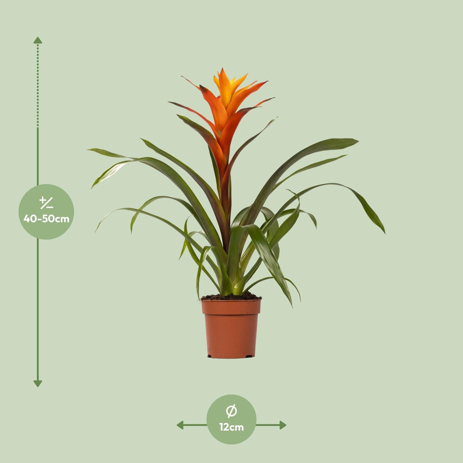 Guzmania – Bromelie - verschiedene Farben - Ø12cm - ↕40-50cm