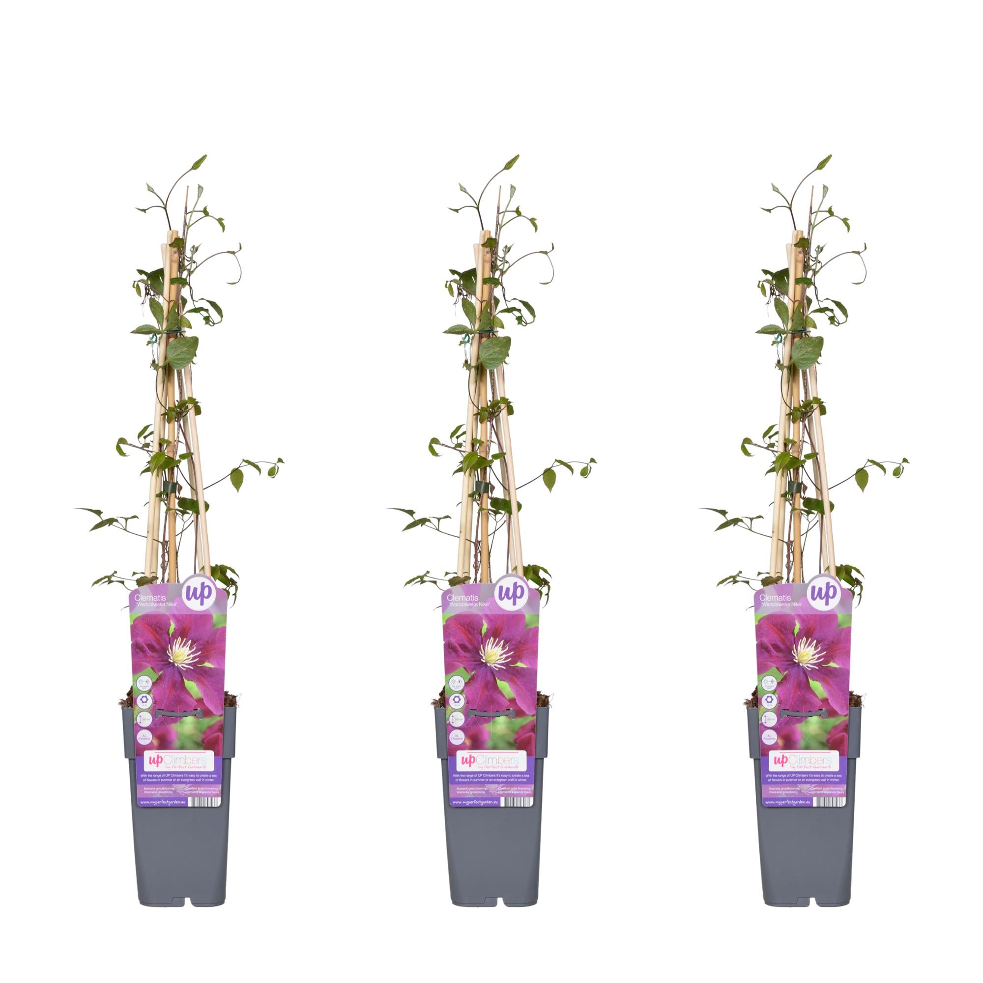Clematis 'Warszawska Nike' – deep violet flowers, 15 cm pot, 65 cm height