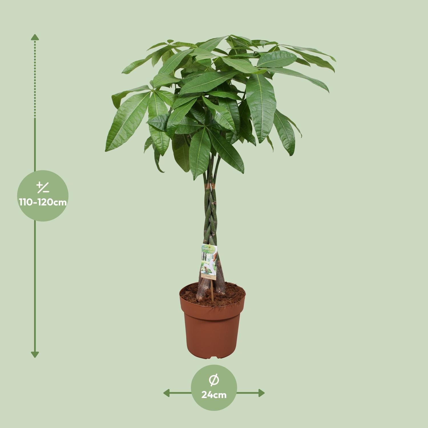 Pachira Aquatica – Money Tree - 35-120 cm