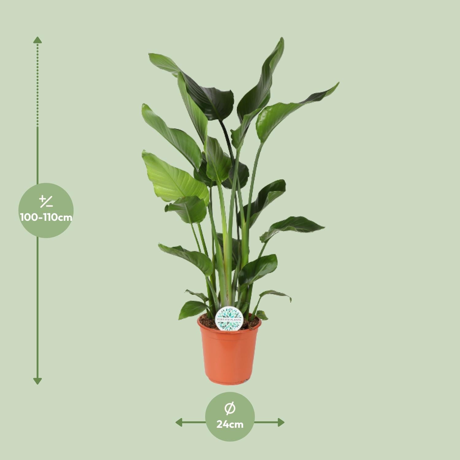 Strelitzia Nicolai – Weiße Paradiesvogelblume - 60-170 cm