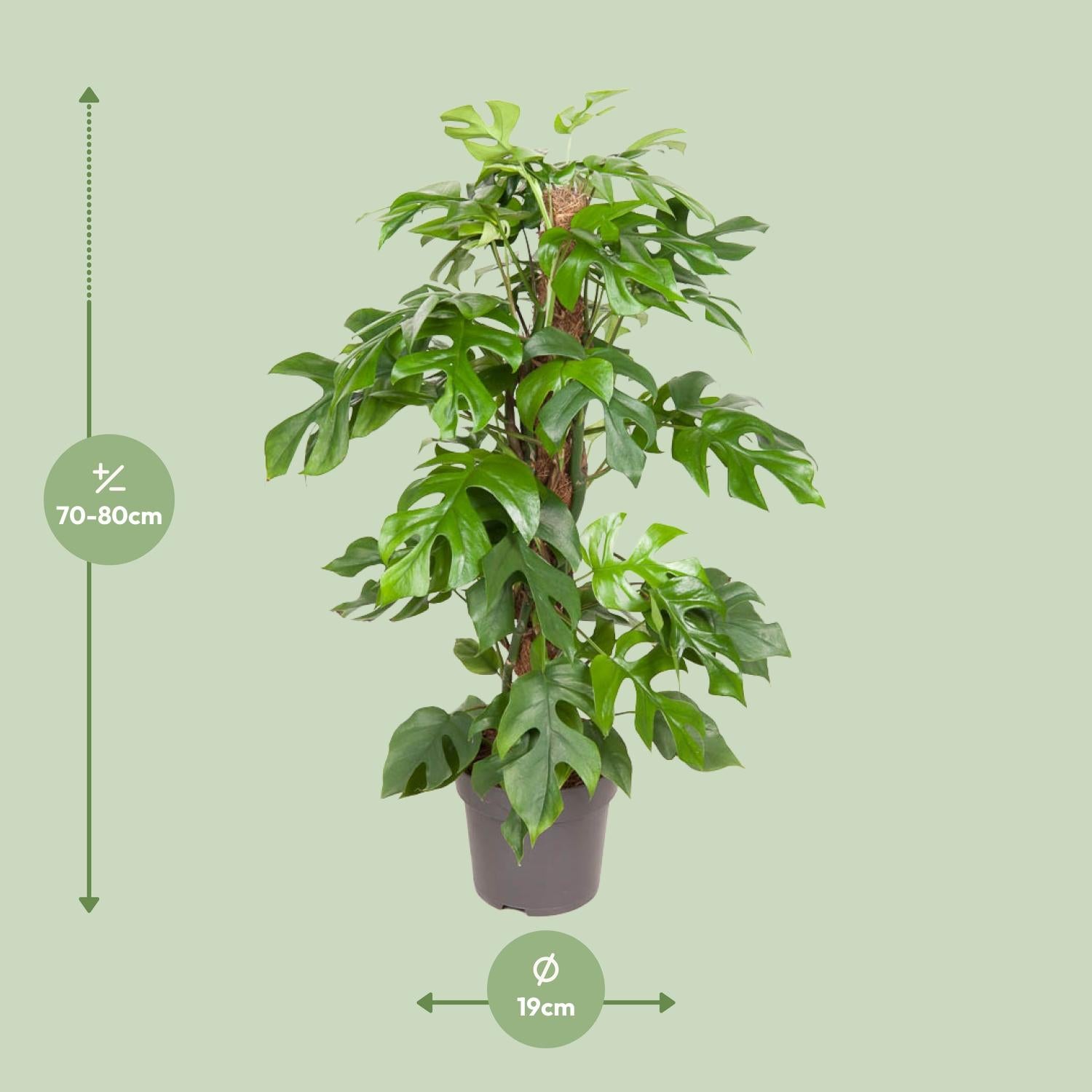 Monstera Minima – Dwarf Swiss Cheese Plant - 25-80 cm