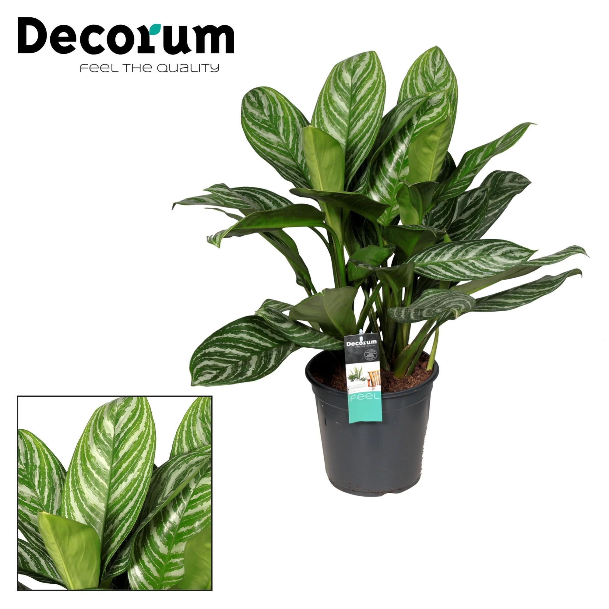 Aglaonema – Pistil – various colors – 40-80 cm