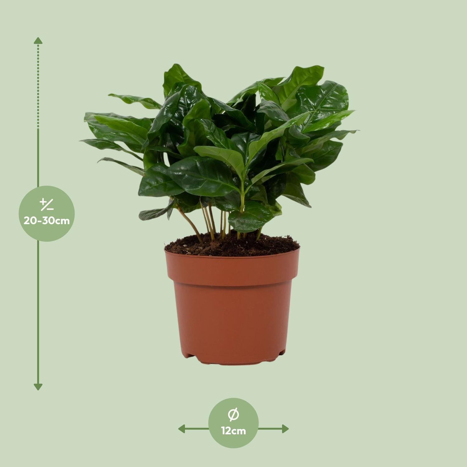 Coffee plant (Coffea arabica) – 22–30 cm