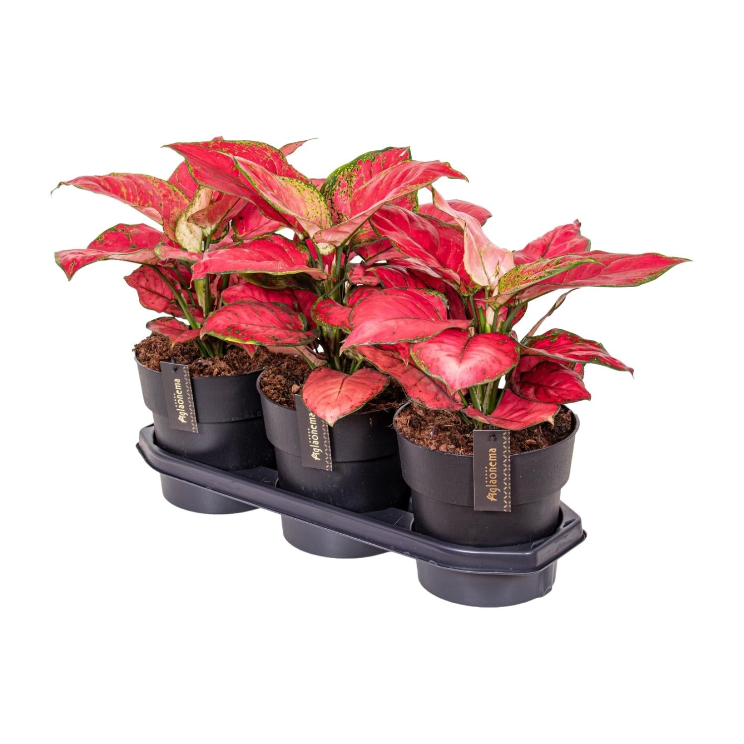Aglaonema – Pistil – various colors – 40-80 cm