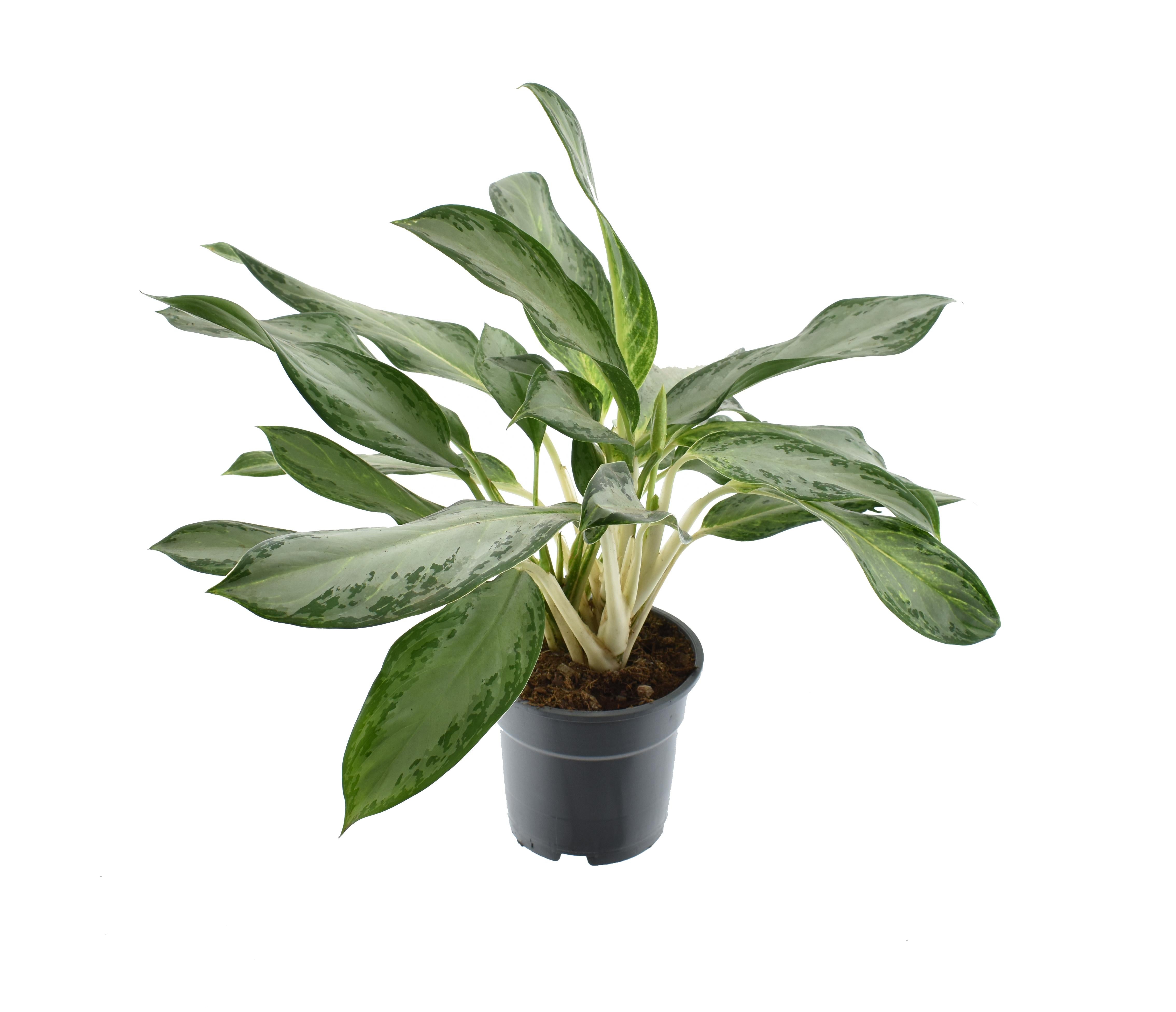 Aglaonema – Pistil – various colors – 40-80 cm