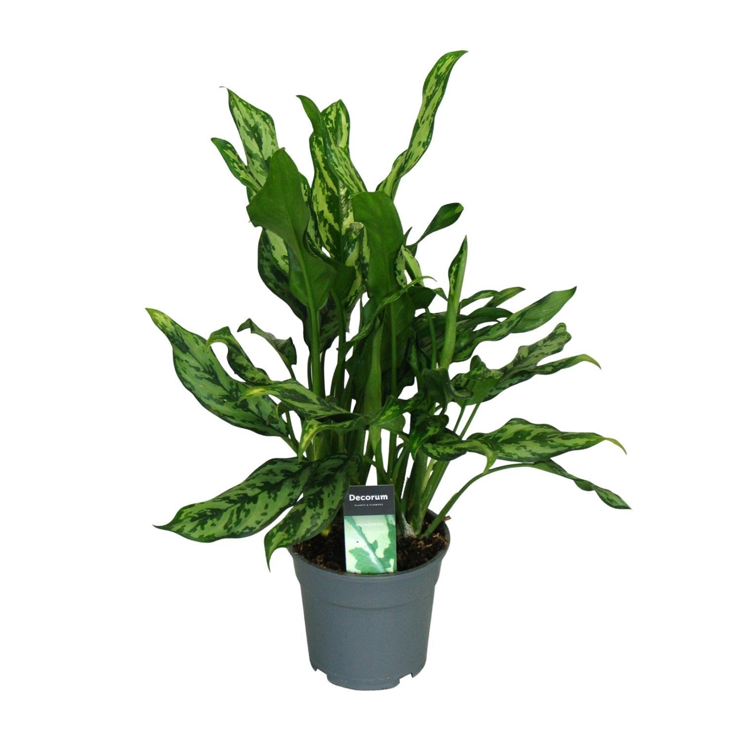 Aglaonema – Pistil – various colors – 40-80 cm