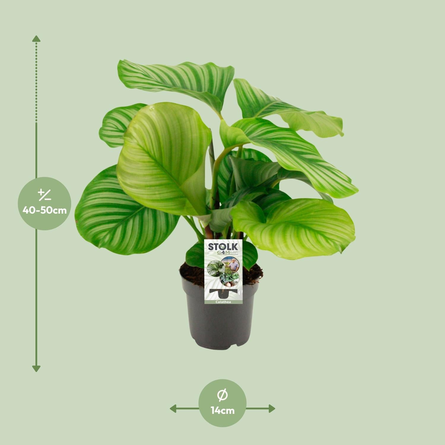 Calathea Orbifolia – Rondbladige gebedsplant - 25-65cm