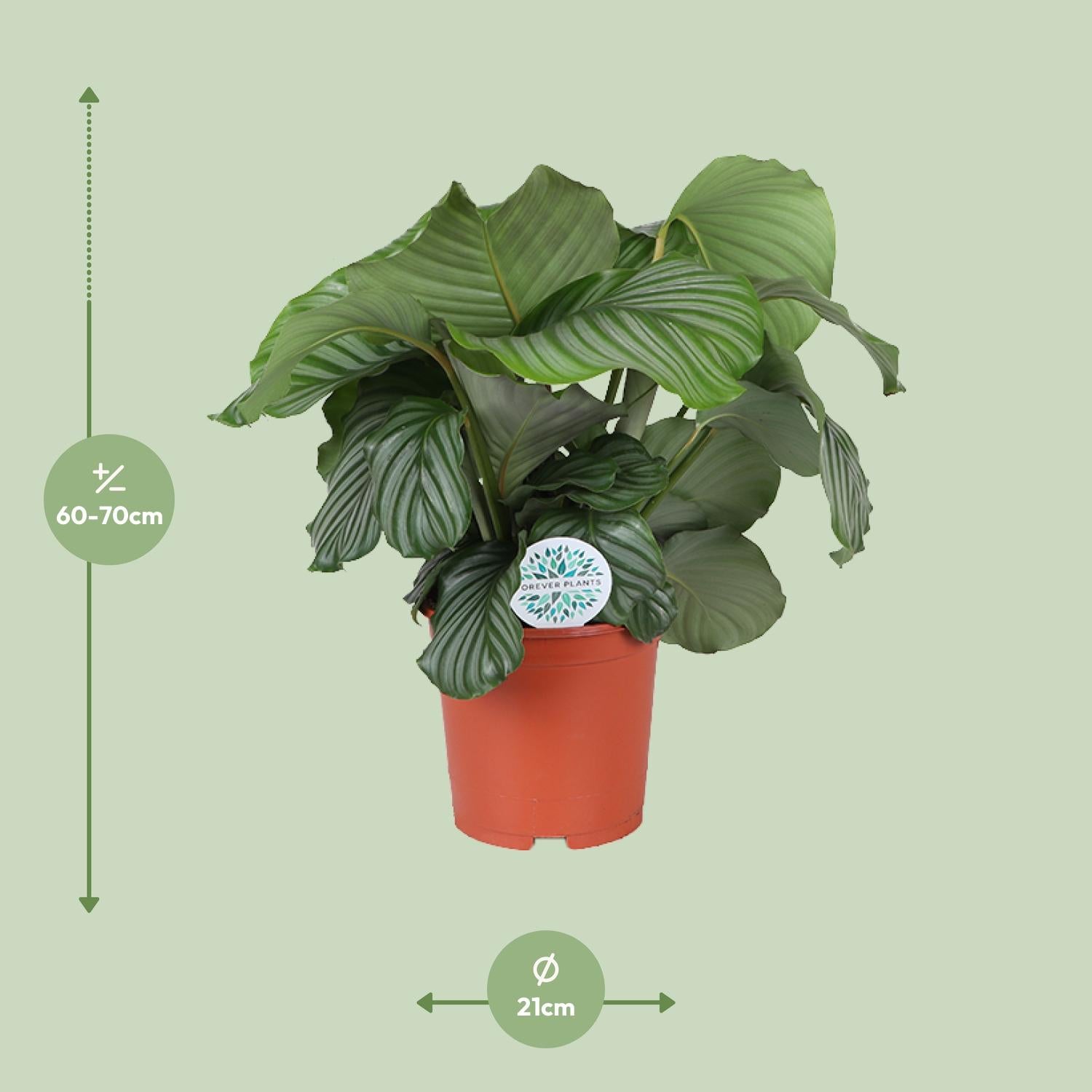 Calathea Orbifolia – Rondbladige gebedsplant - 25-65cm