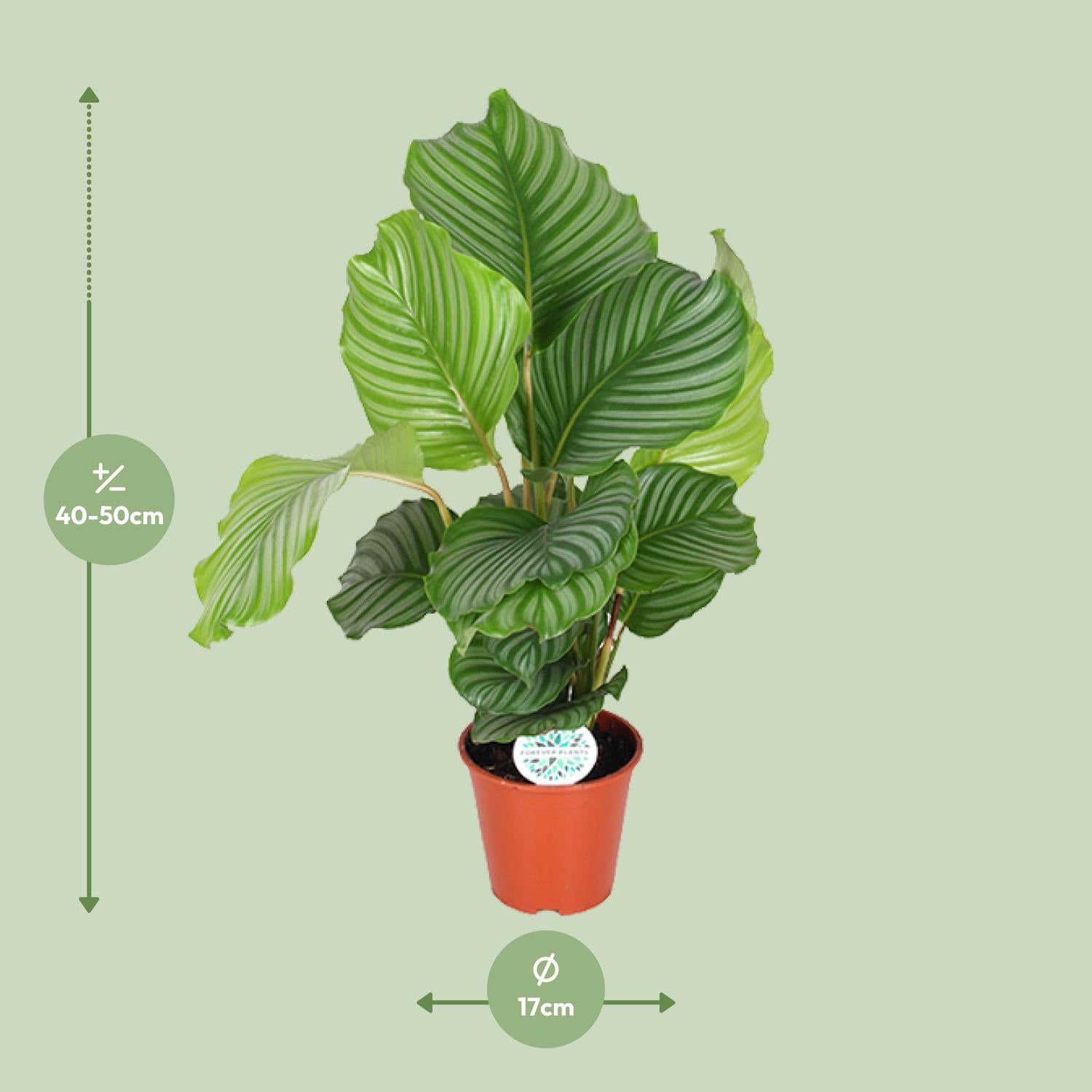 Calathea Orbifolia – Rondbladige gebedsplant - 25-65cm