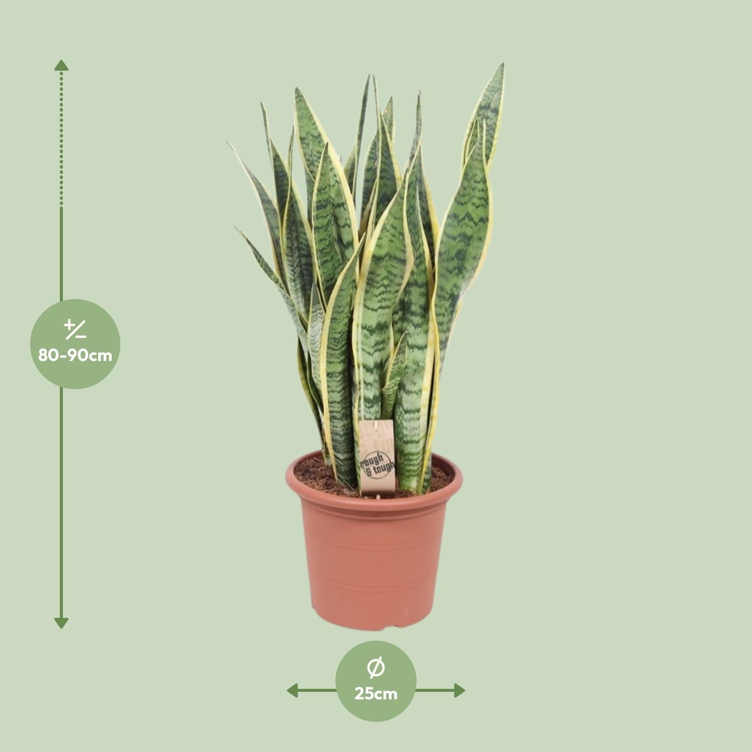 Sansevieria Trifasciata Laurentii – Bowstring Hemp - 40-84 cm