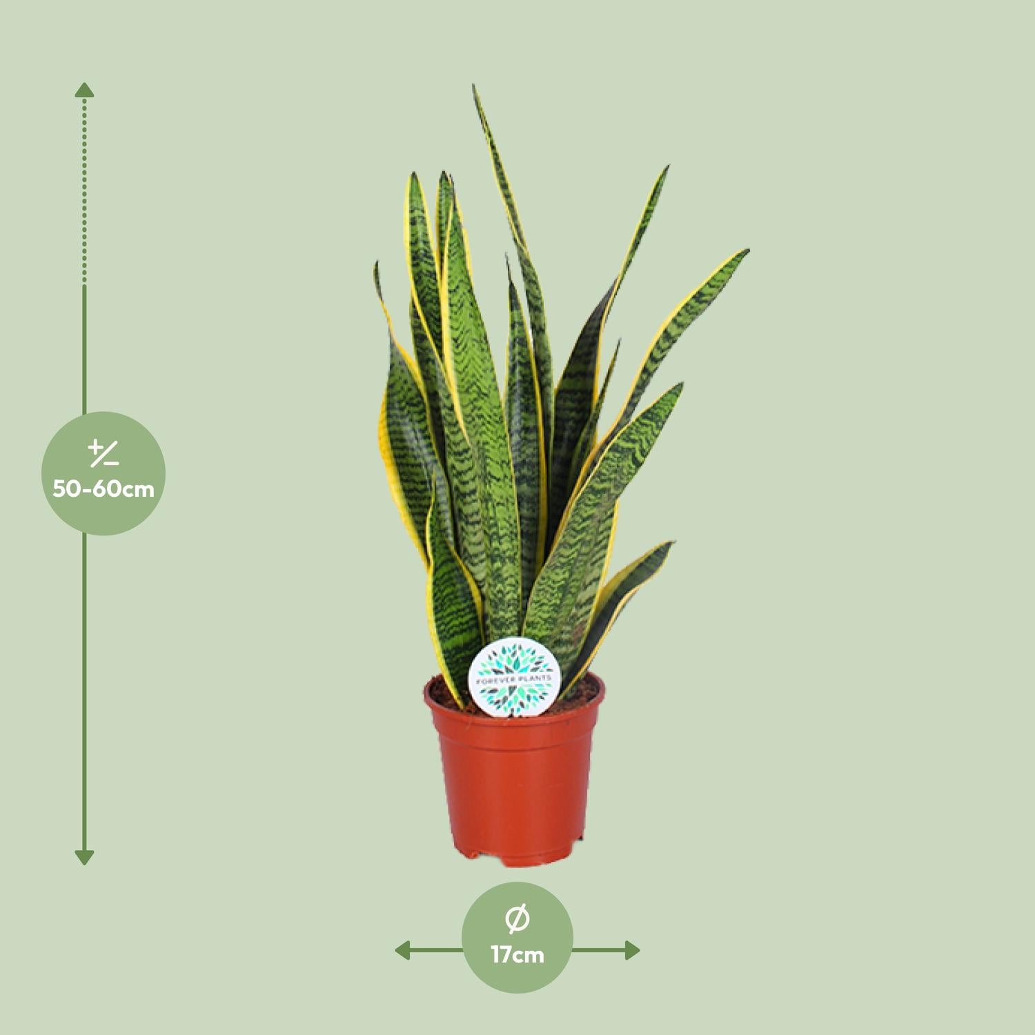 Sansevieria Trifasciata Laurentii – Bowstring Hemp - 40-84 cm
