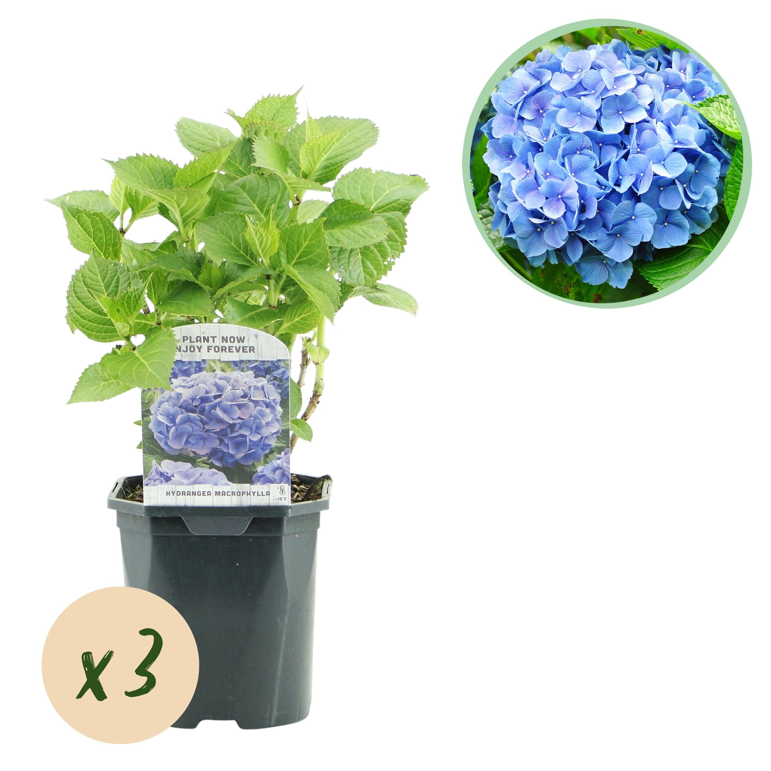 Hydrangea macrophylla – robuste Hortensie in mehreren Farben - 3 Pflanzen, 17 cm Topf, 30 cm Höhe (Kopie)