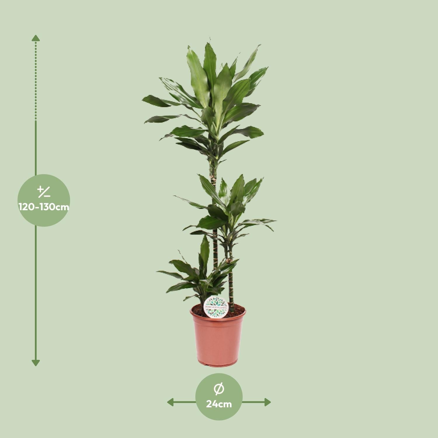 Dracaena Janet Lind – Drakenboom - 70-130 cm