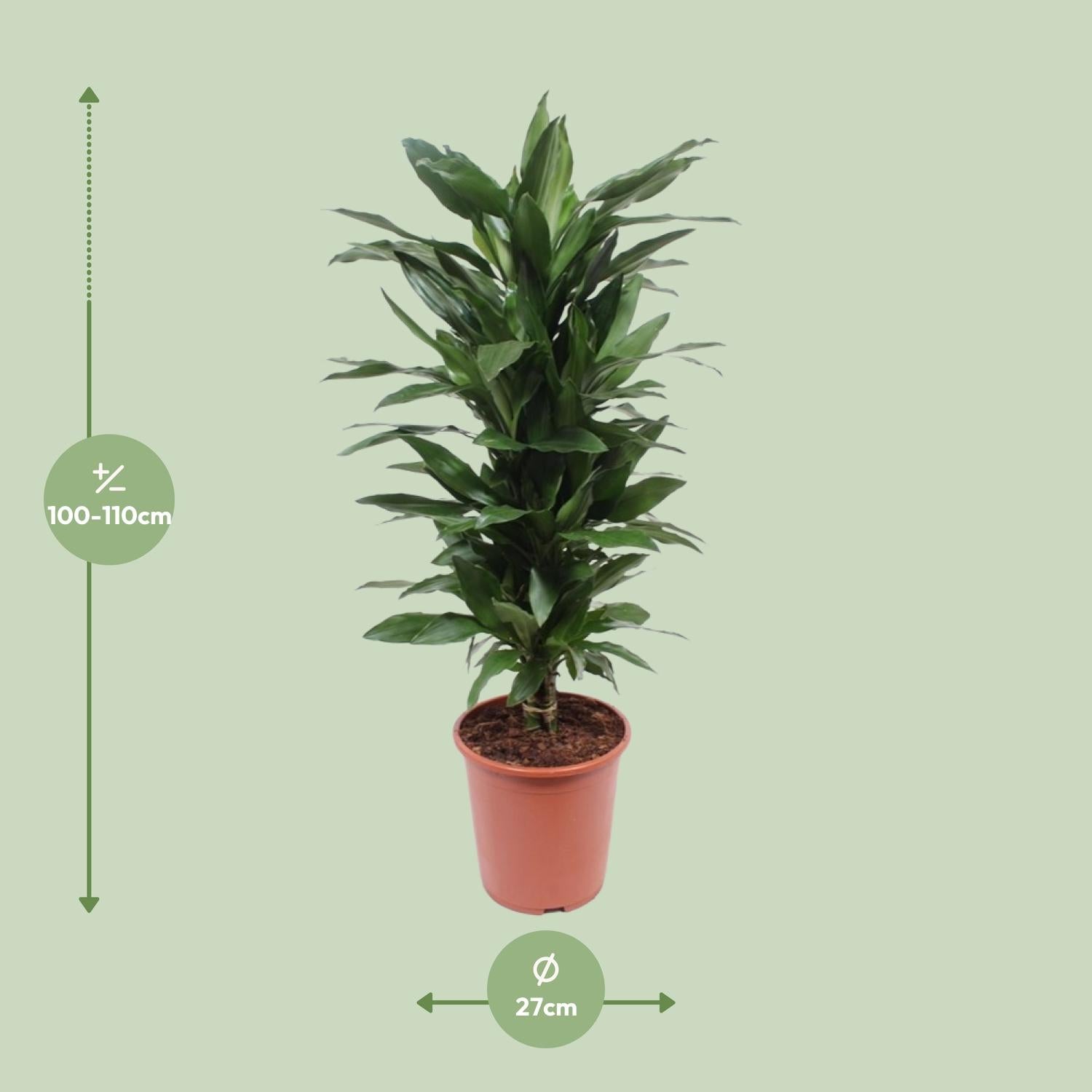 Dracaena Janet Lind – Drakenboom - 70-130 cm