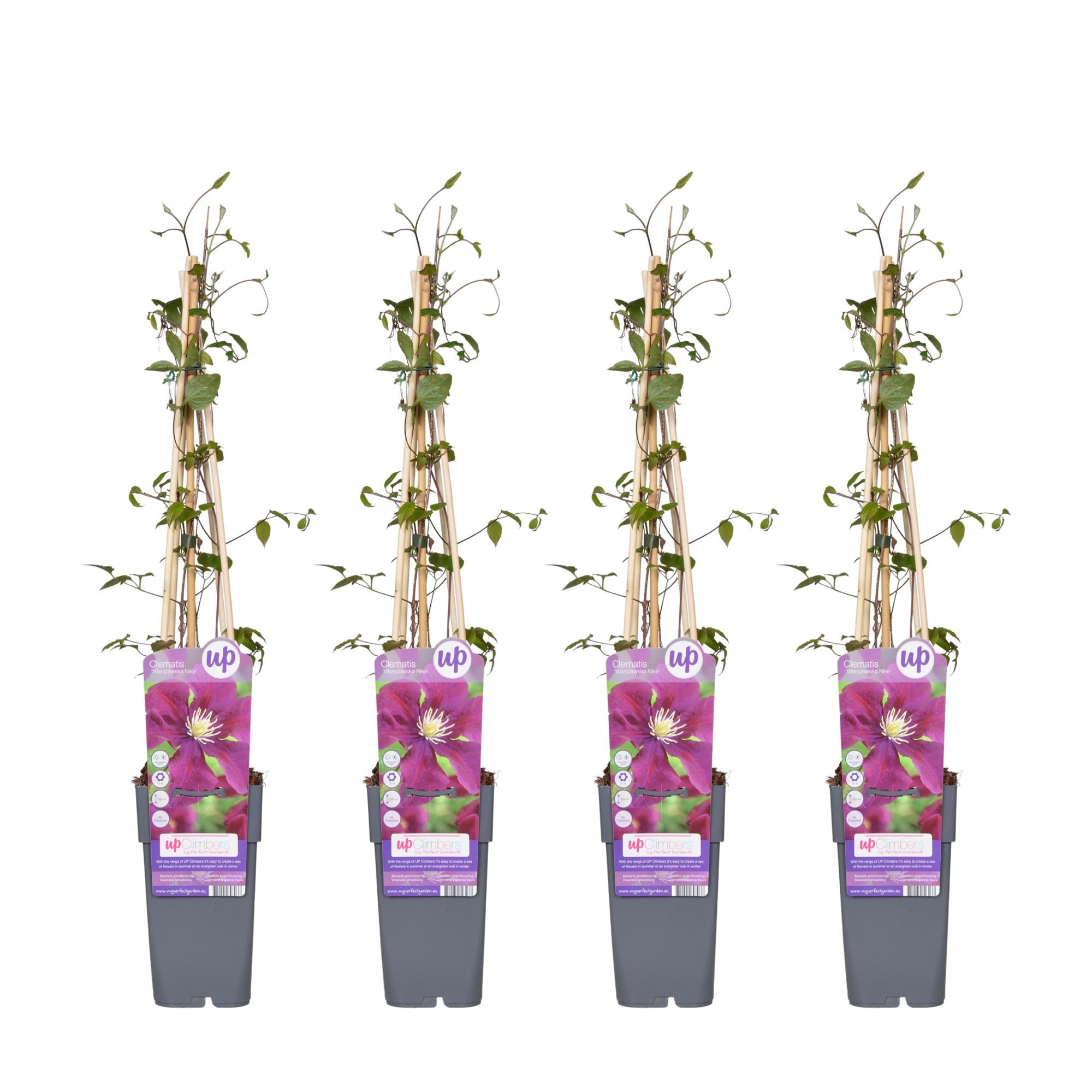 Clematis 'Warszawska Nike' – deep violet flowers, 15 cm pot, 65 cm height