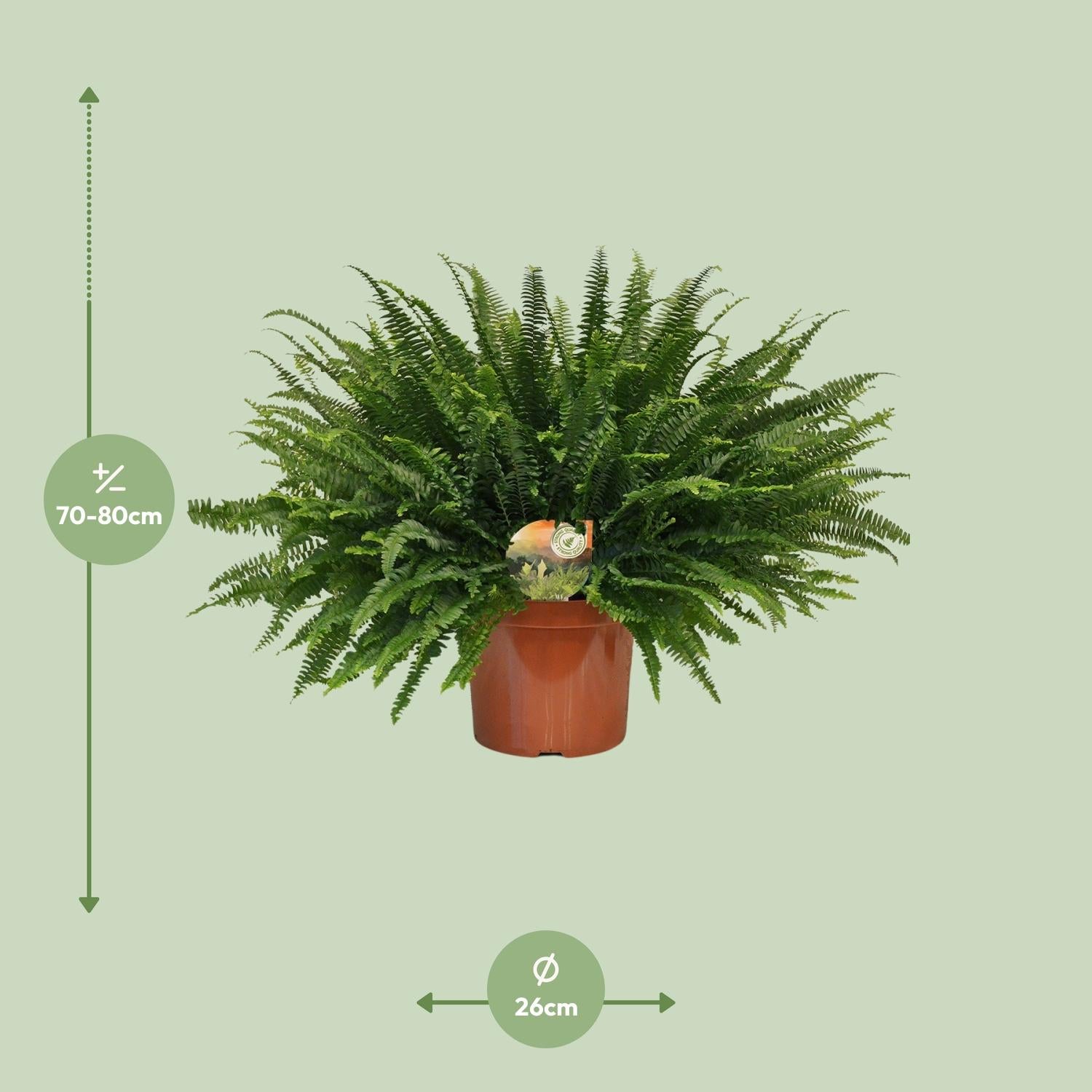 Grüner Farn „Green Lady“ (Nephrolepis) – 30–80 cm