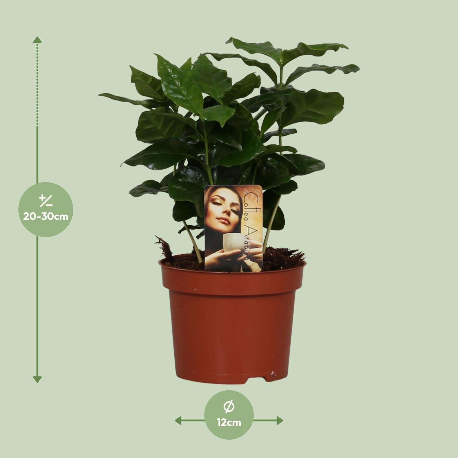 Coffee plant (Coffea arabica) – 22–30 cm