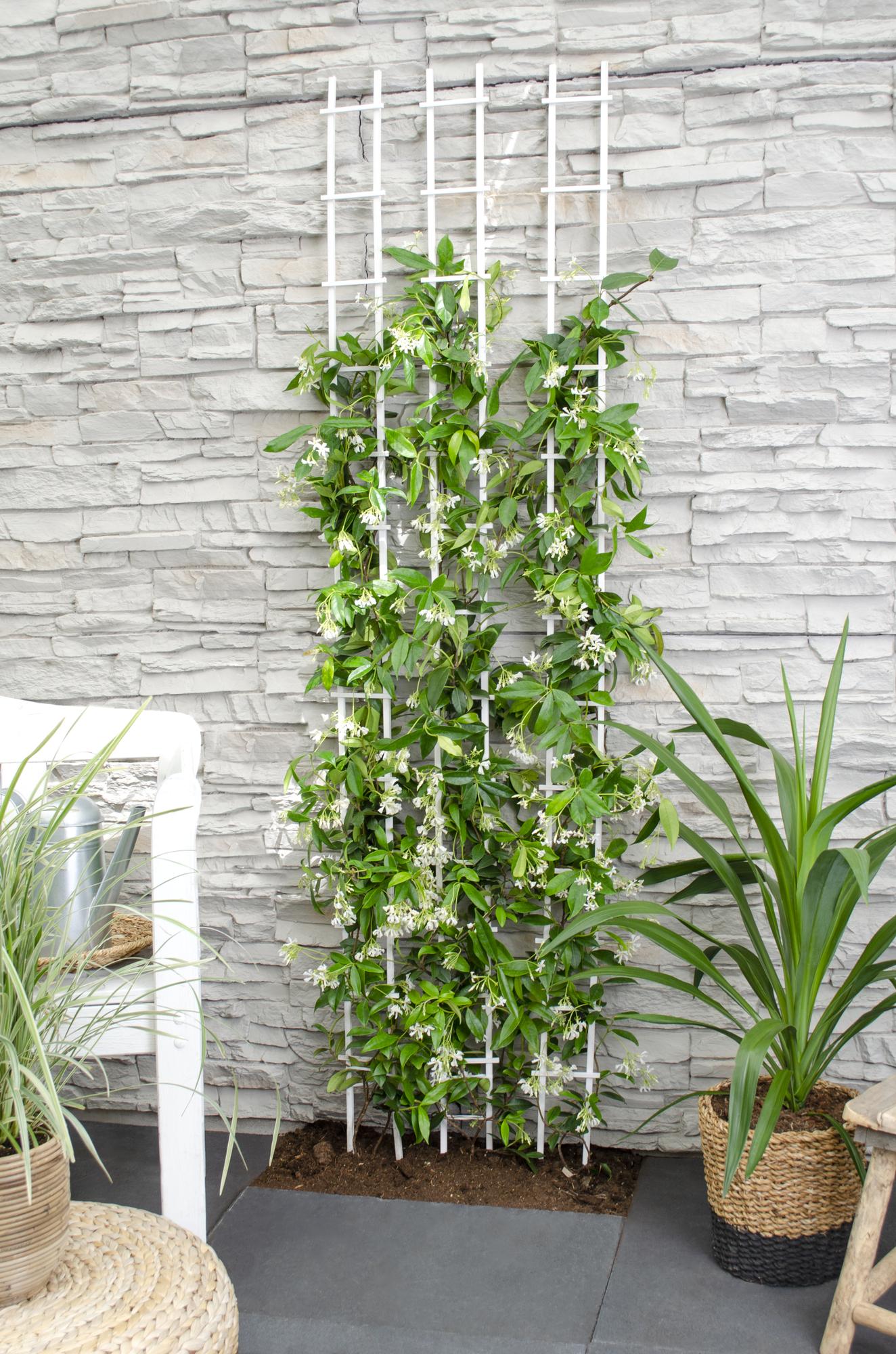 Trachelospermum ‘Star of Venice’ – immergrüner Jasmin, weiße Blüten, 15 cm Topf, 65 cm hoch - Green Guardia - Ihr Experte für Schädlinge und Pflanzen