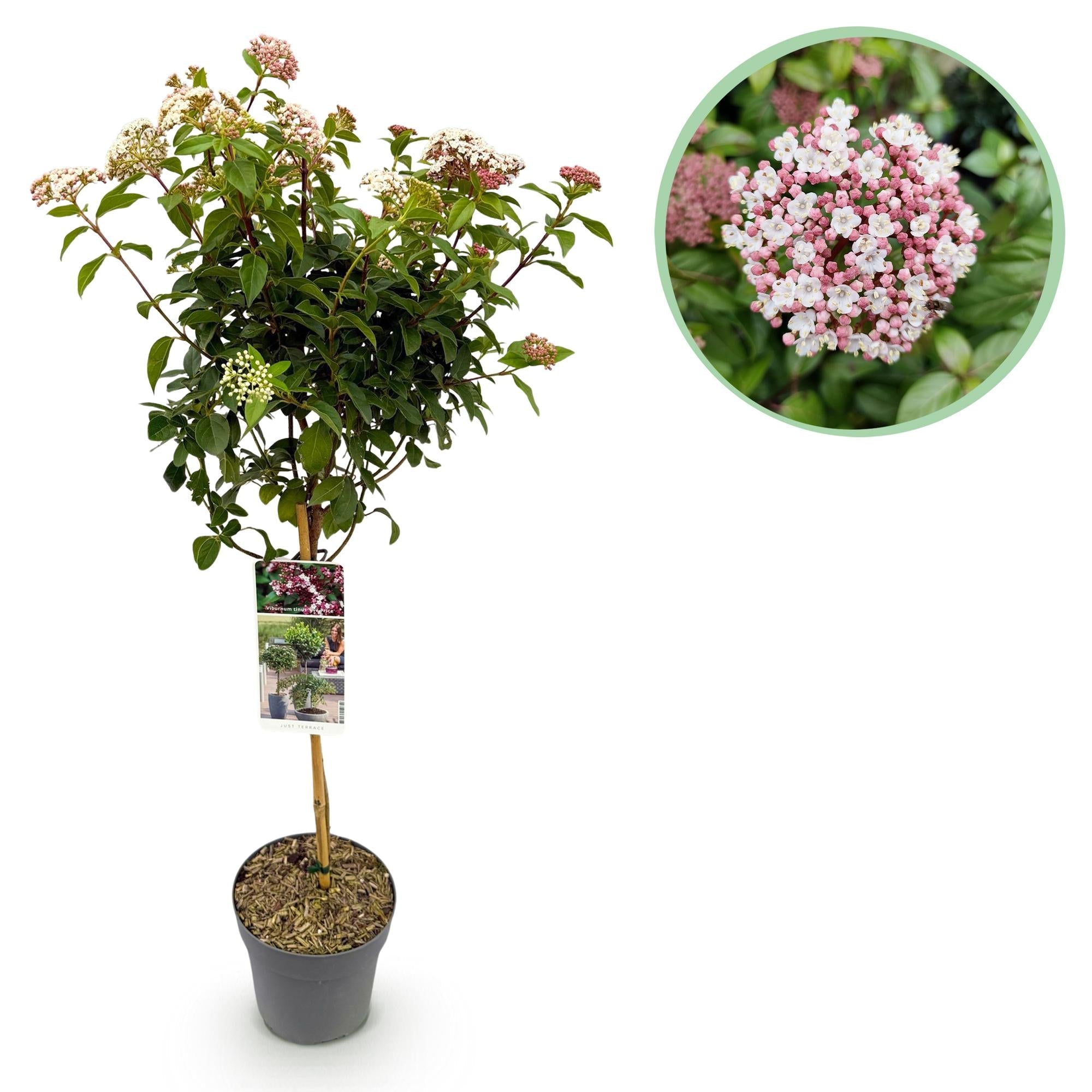 Viburnum tinus ‘Eve Price’ Stamm – Terrassenpflanze, winterhart, 19 cm Topf, 90 cm hoch - Green Guardia - Ihr Experte für Schädlinge und Pflanzen