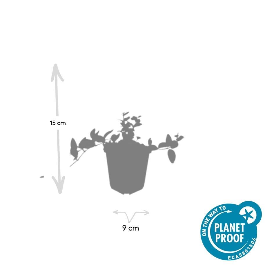 Vinca minor ‘Ralph Shugert’ – weiß gerandetes Immergrün, 9 cm Topf, 10–25 cm Höhe - Green Guardia - Ihr Experte für Schädlinge und Pflanzen