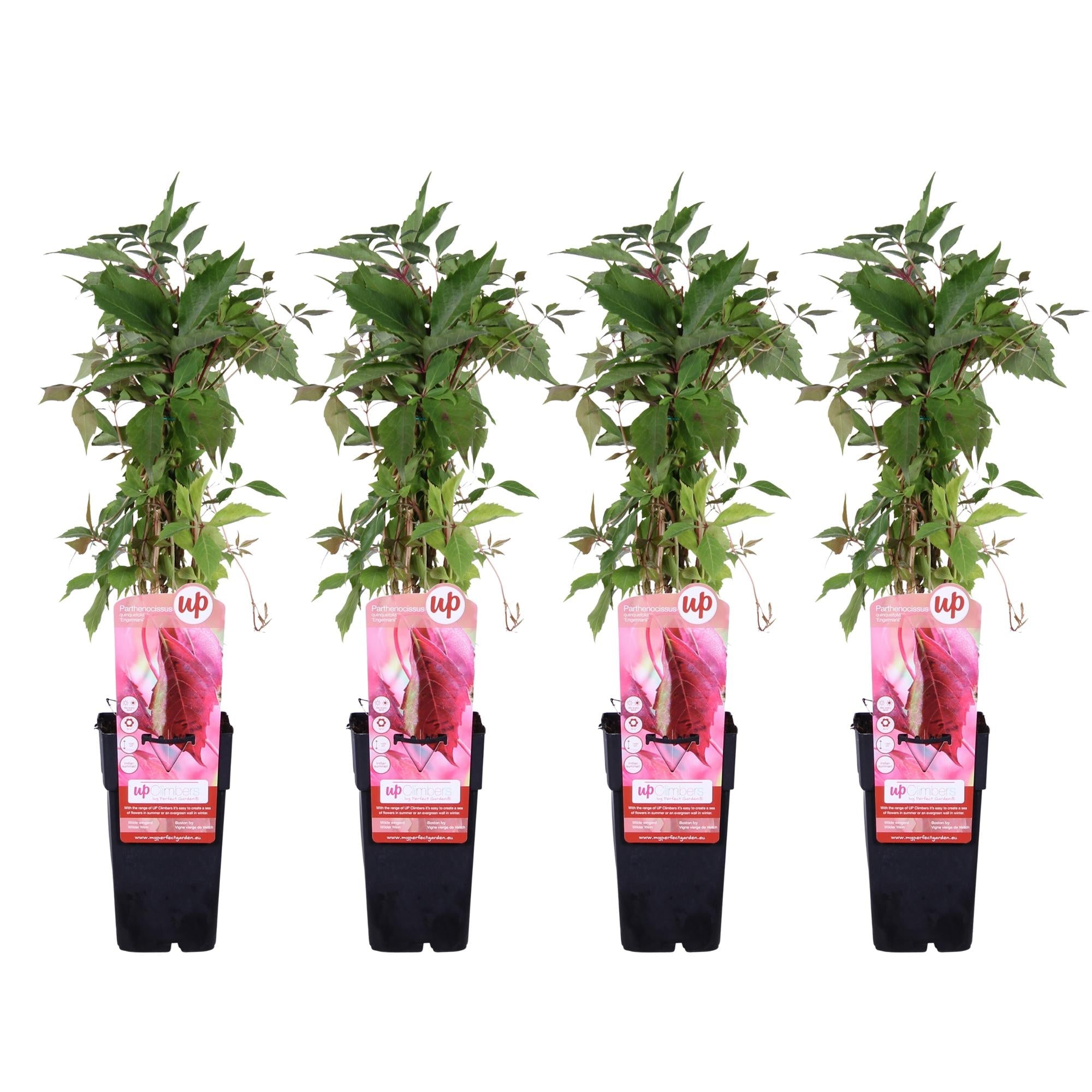 Wilder Wein ‘Engelmannii’ – schnellwachsende Kletterpflanze, 15 cm Topf, 65 cm - Green Guardia - Ihr Experte für Schädlinge und Pflanzen