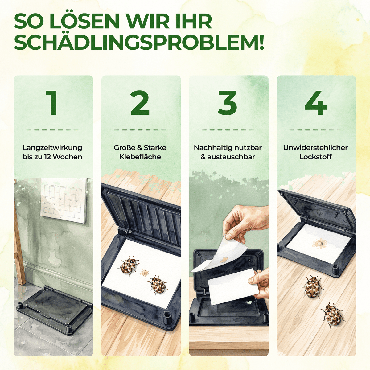 Wollkrautblütenkäfer Falle - Green Guardia - Ihr Experte für Schädlinge und Pflanzen