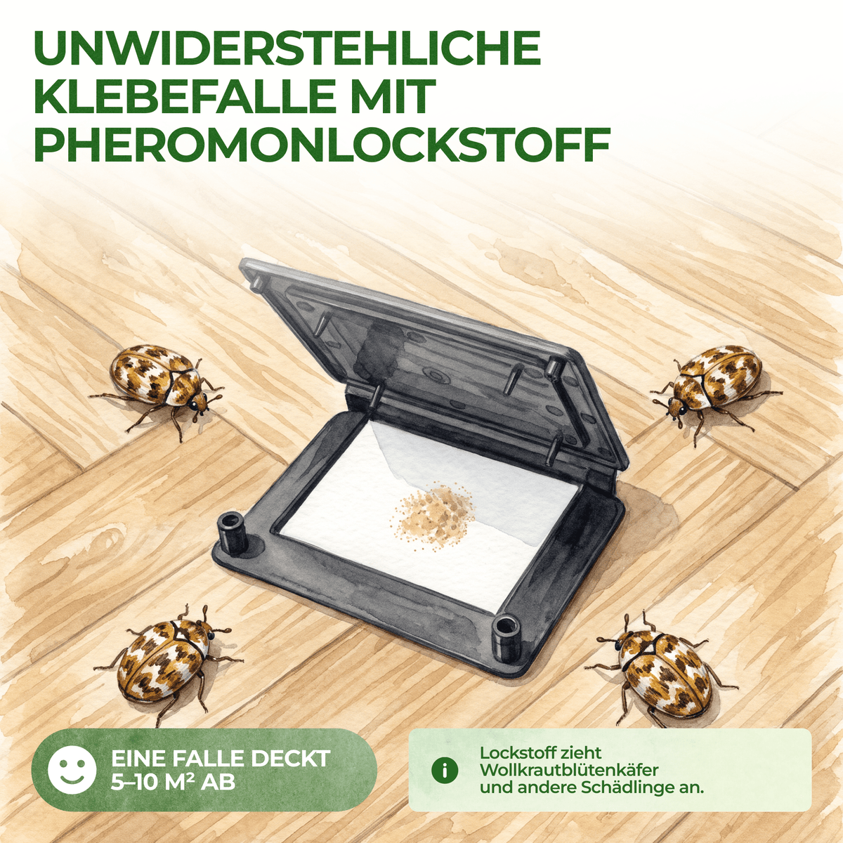Wollkrautblütenkäfer Falle - Green Guardia - Ihr Experte für Schädlinge und Pflanzen