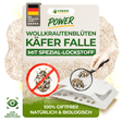 Wollkrautblütenkäfer Falle