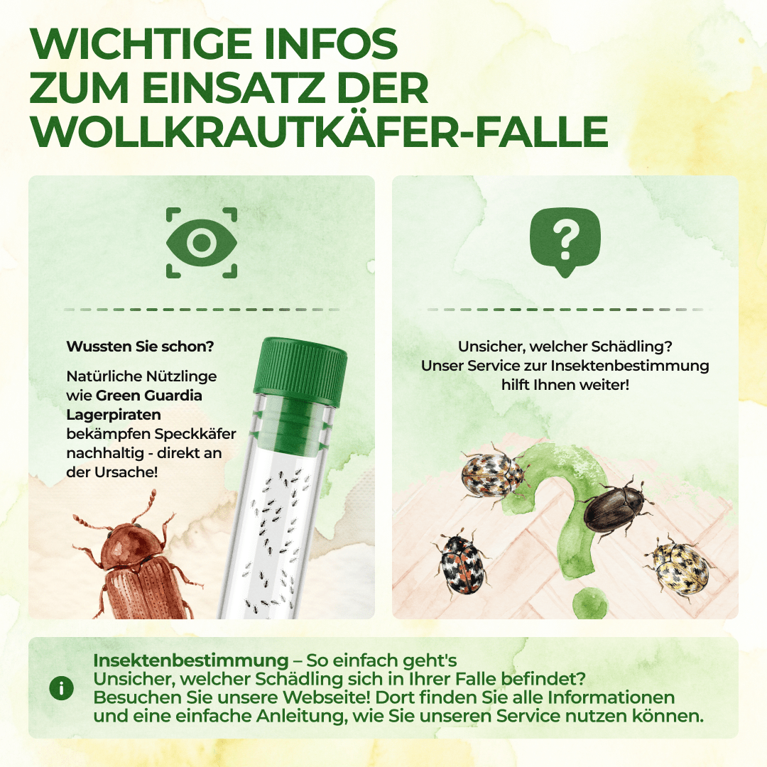 Wollkrautblütenkäfer Falle - Green Guardia - Ihr Experte für Schädlinge und Pflanzen