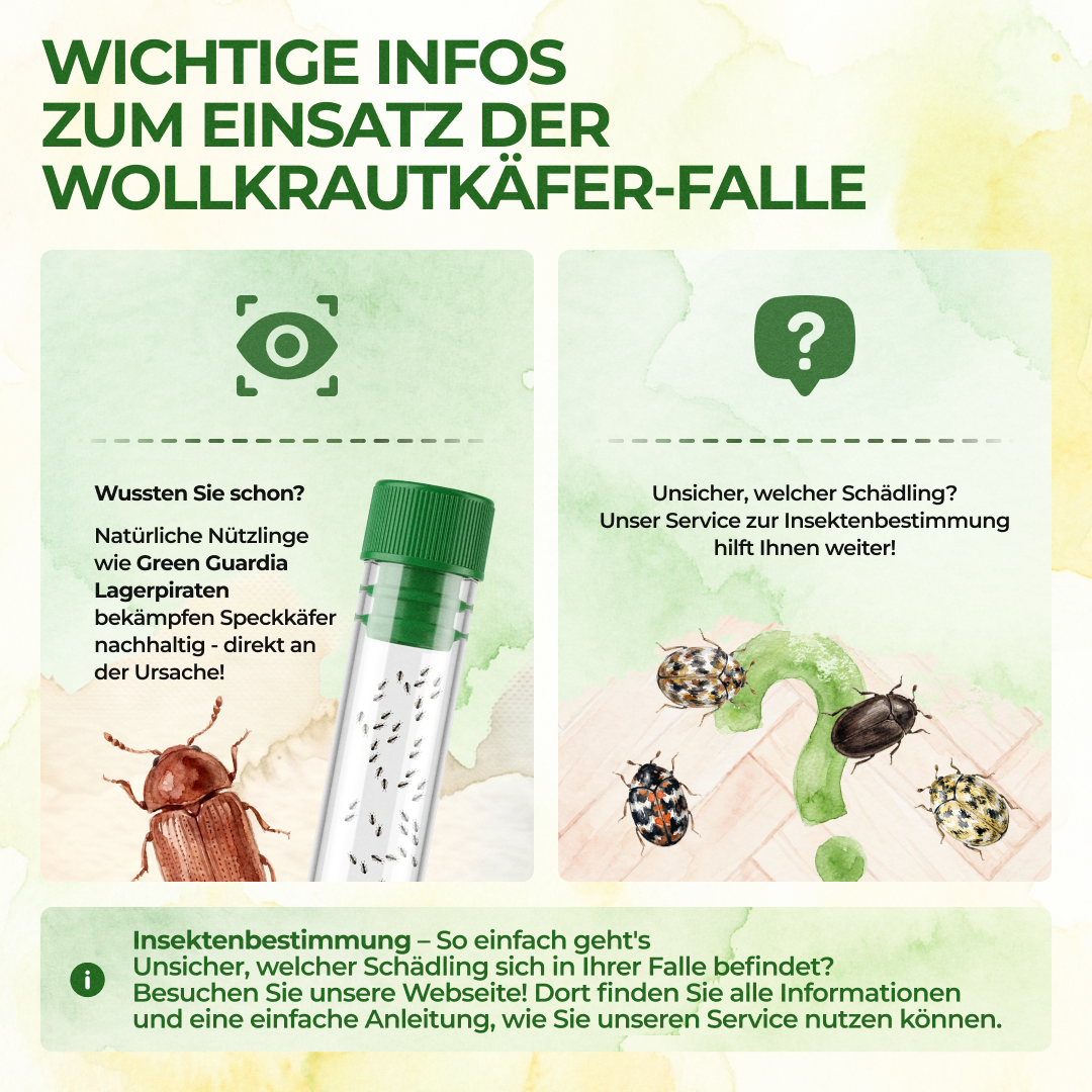 Wollige bladluiskeverval met feromoonlokstof