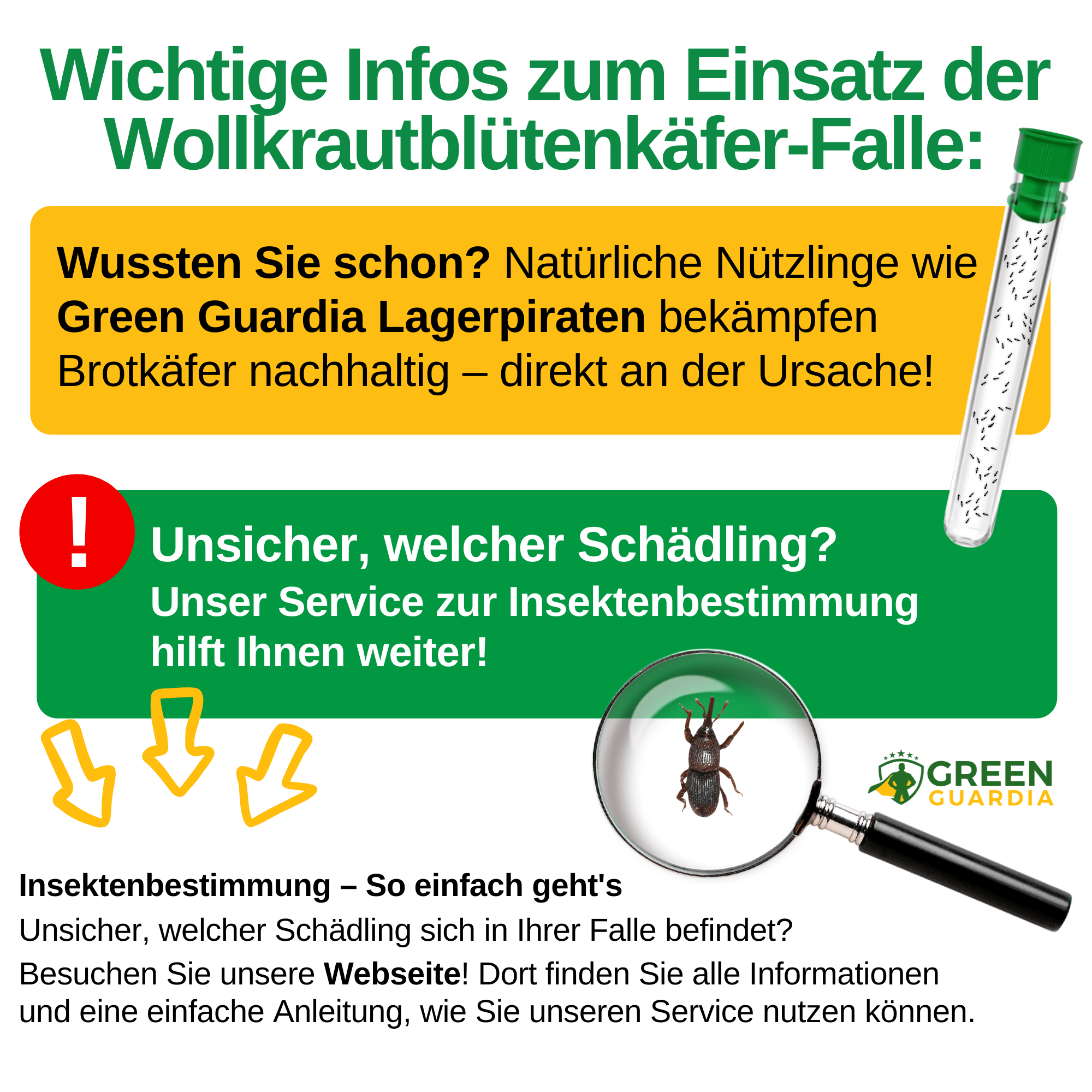 Wollkrautblütenkäfer Falle - Green Guardia - Ihr Experte für Schädlinge und Pflanzen