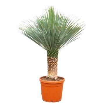Yucca Rostrata – Blaue Palmlilie - 80 - 160 cm - Green Guardia - Ihr Experte für Schädlinge und Pflanzen